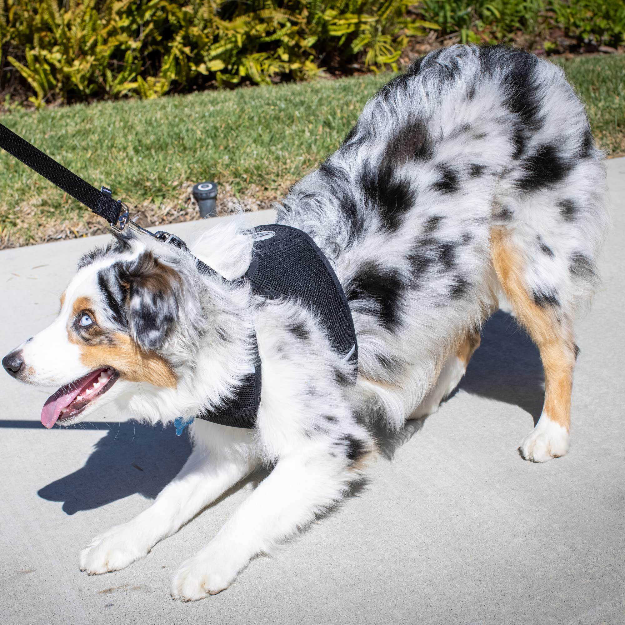 Huxley & Kent Hudson Walking & Training Harness - Black (Medium, 15-22Lbs) - Easy Control Step-In Mesh Vest Harness With Reflect