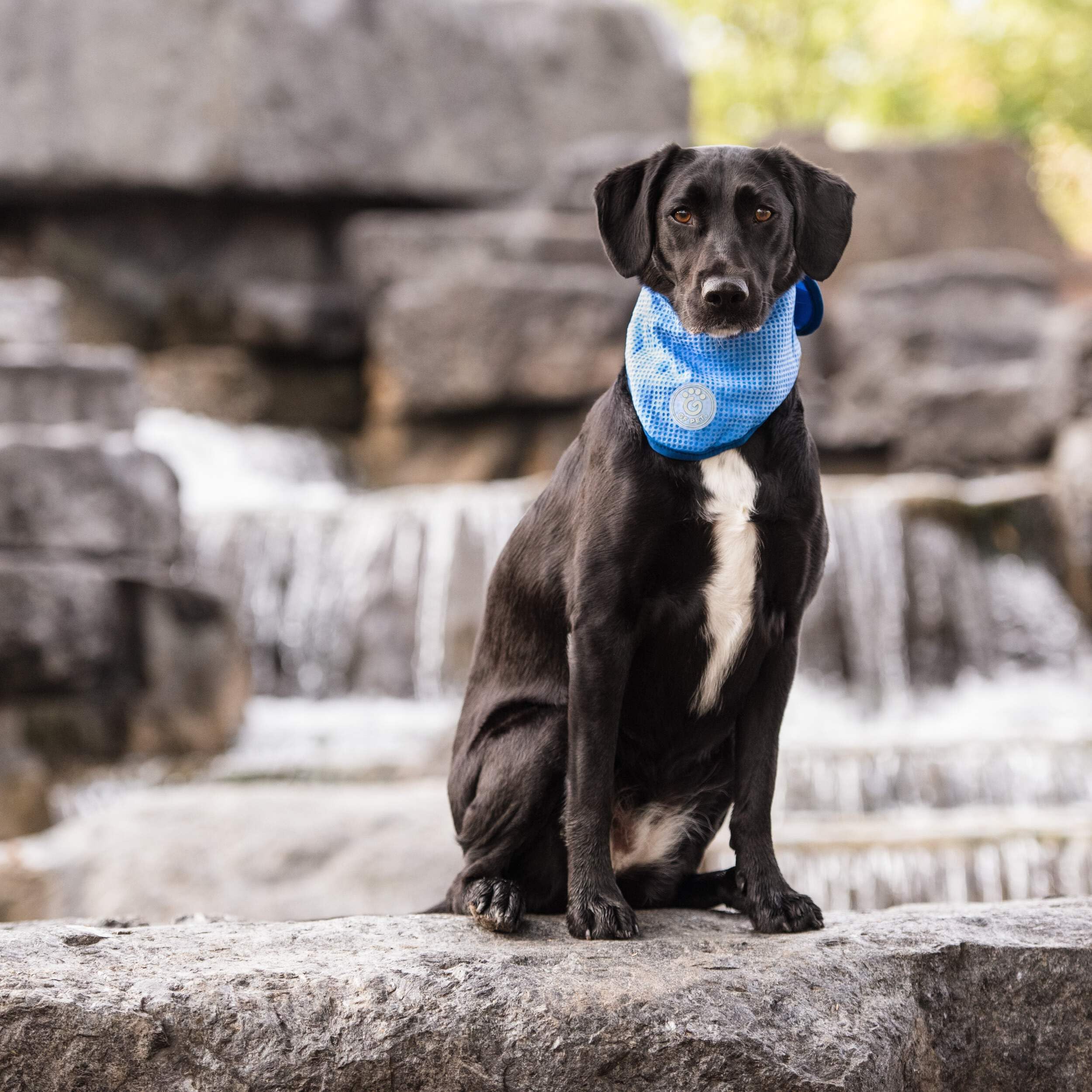 Gf Pet Ice Dog Bandana, Large/X-Large