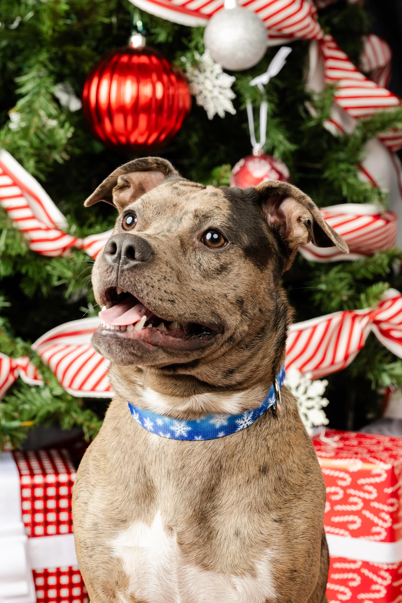 Country Brook Petz - Deluxe Winter Wonderland Dog Collar - Made In The U.S.A. - Christmas Collection Featuring Festive Designs (1 Inch, Medium)