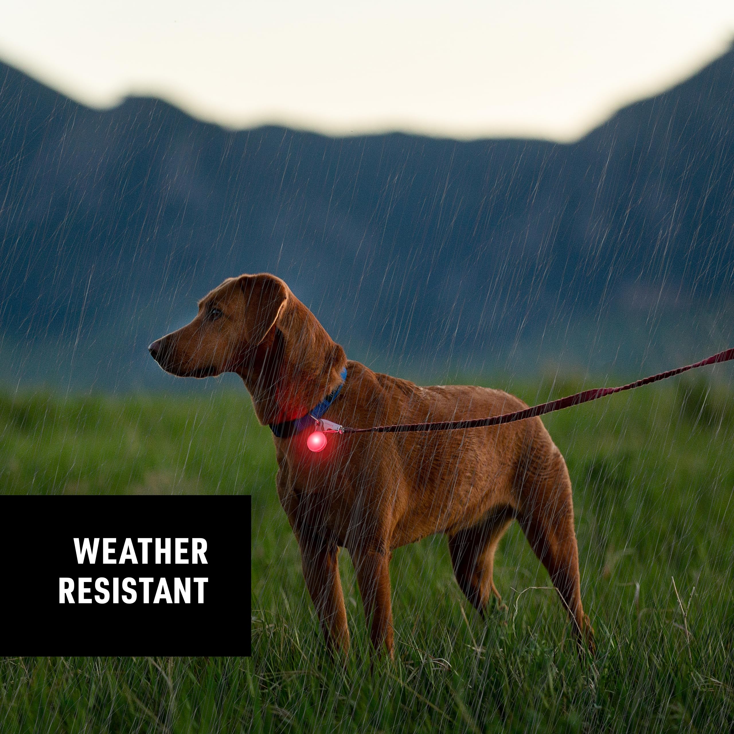 Nite Ize SpotLit - LED Dog Collar Light Clip for Safety - Dog Collar Light with Stainless Steel Carabiner Clip - USB Rechargeabl