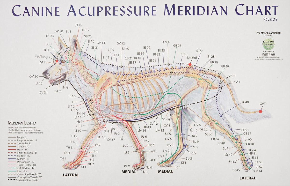 Canine Meridian Acupressure Chart