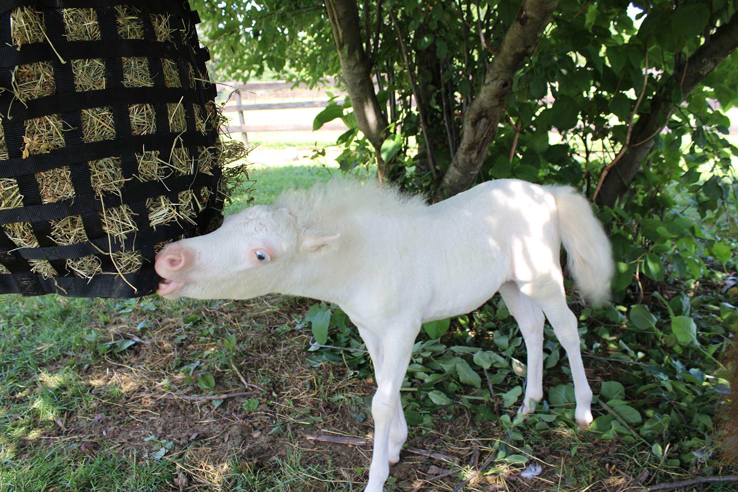 Derby Originals Xl Go Around Slow Feeder Horse Hay Bag With Super Tough Bottom And 1 Year Warranty, Royal Blue, 71-7132Rbl