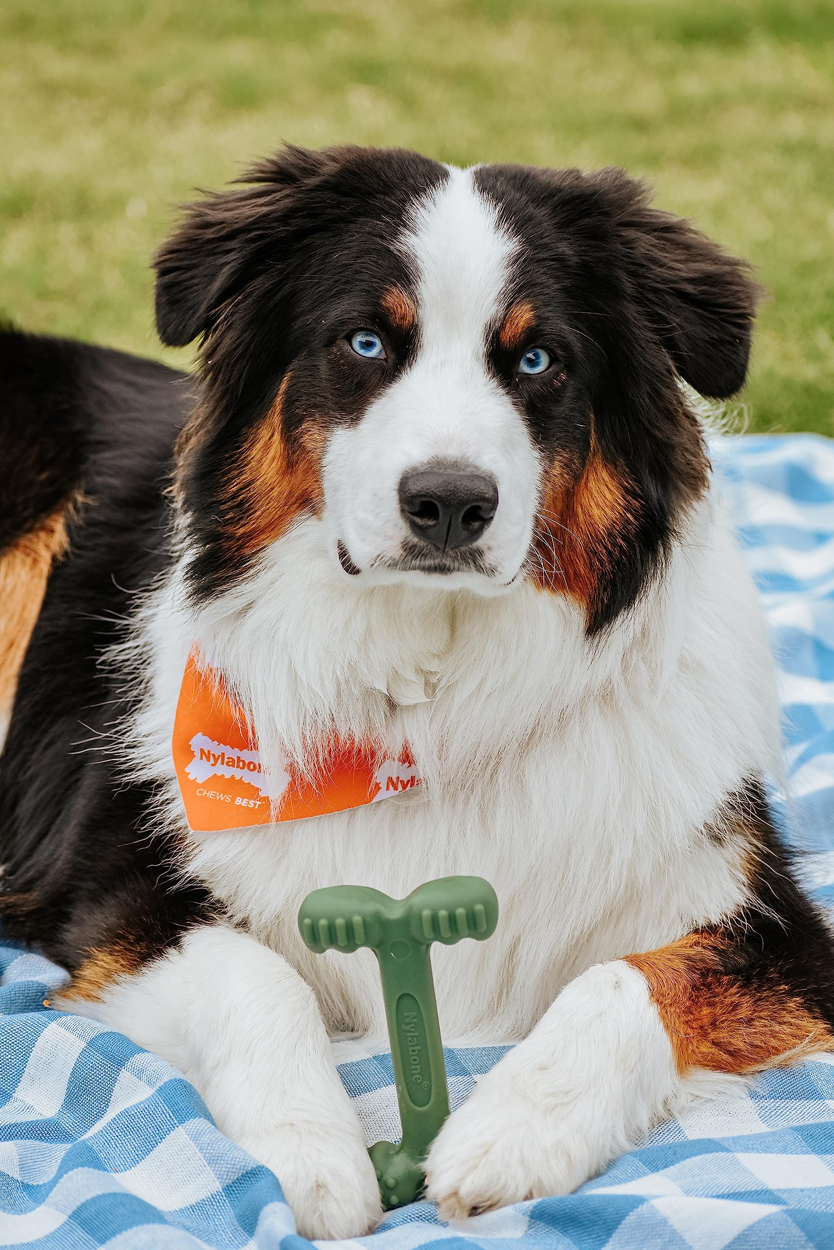 Nylabone Power Chew Easy-Hold Dog Toy - Dog Toys For Aggressive Chewers - Indestructible Dog Toys For Aggressive Chewers Large Breed - For Large Dogs - Bacon Large/Giant (1 Count)