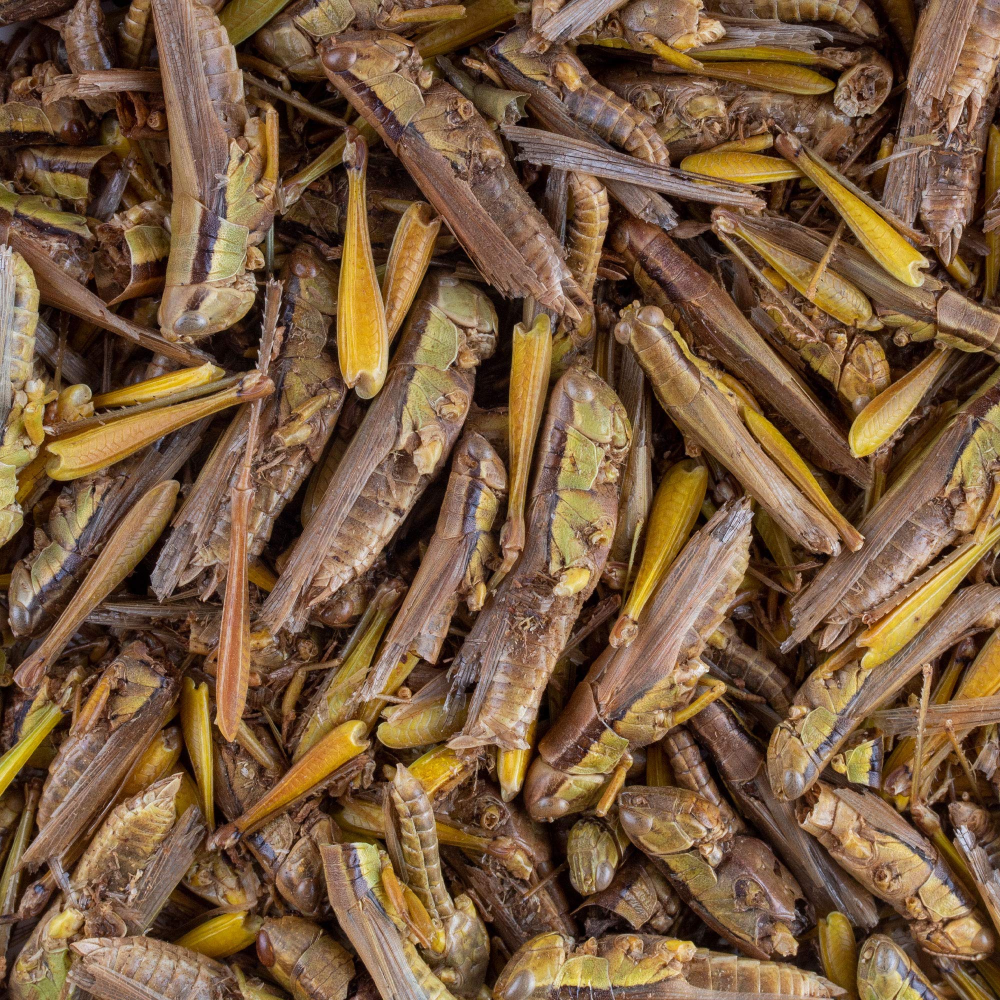 Healthy Herp Dragon Treat Grasshoppers - All Natural, Nutritious Turtle Food, Bearded Dragon Tank Accessories - for Bearded Drag