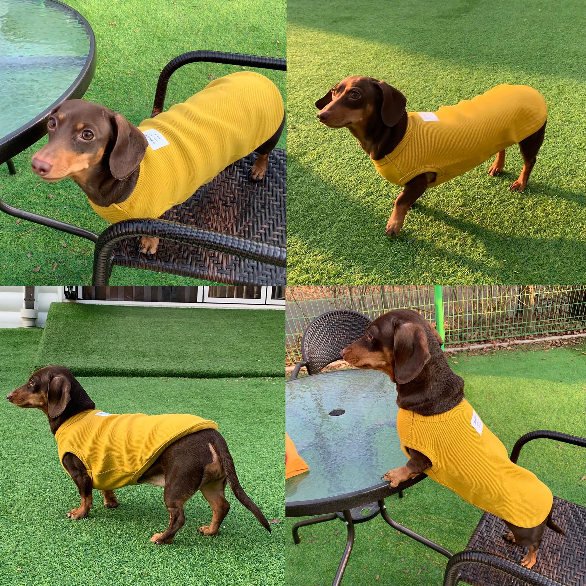 D Doggy Star Dachshund Clothes For Dogs Mini And Adults T Shirts (Xl,Solid Mustard)