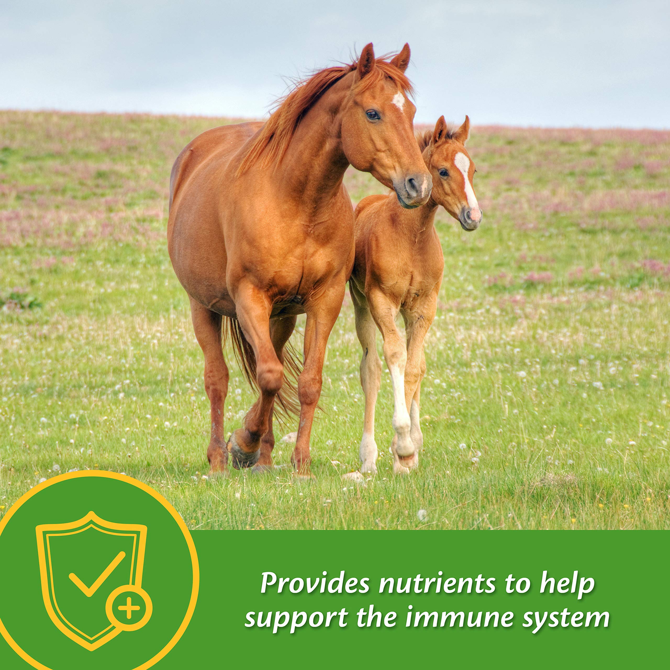 Farnam Grow Colt Supplement for Growth & Development, Supports Normal, consistent Growth in First Years of foals Life, 7.5 lbs.