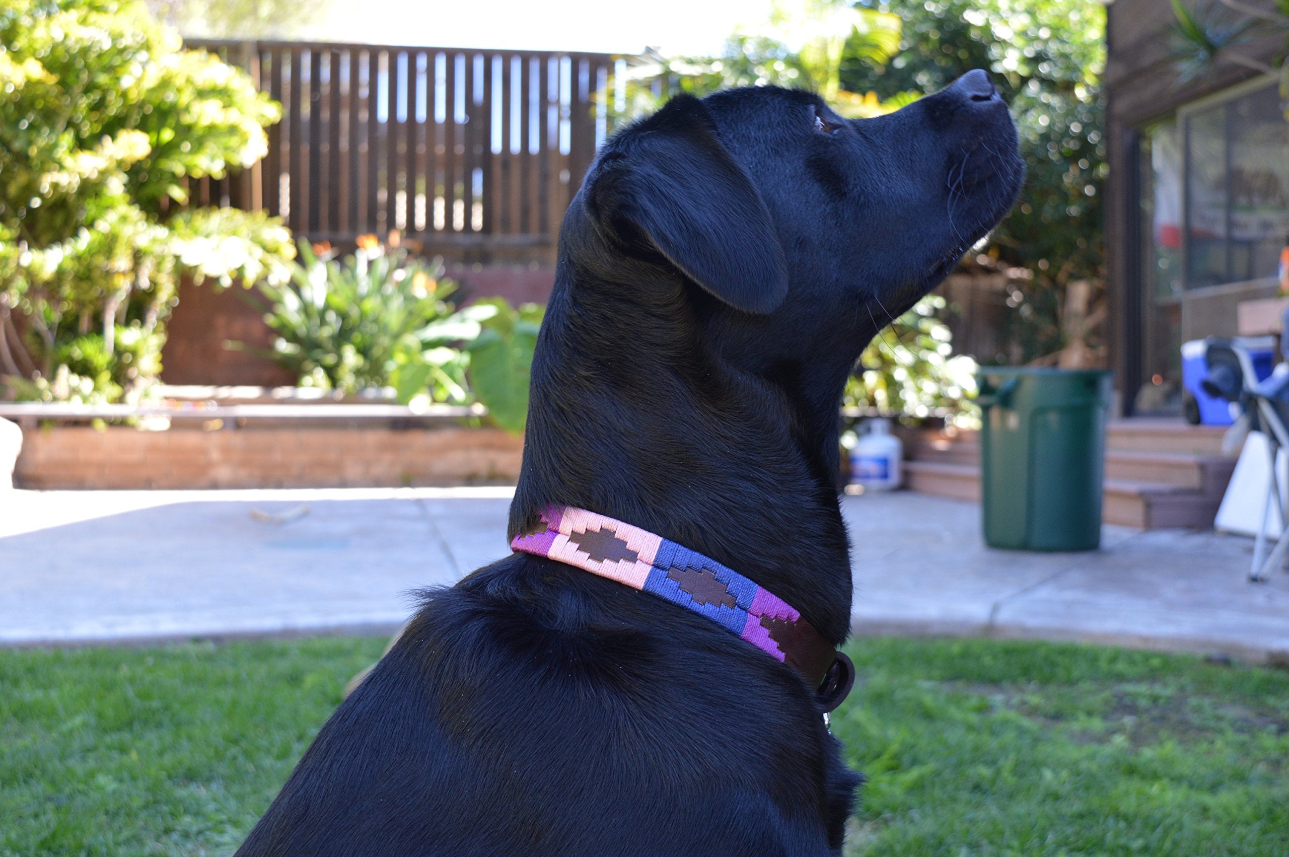 Gaucho Goods Premium Hand Stitched Leather Dog Collar - Cali Girl (S)