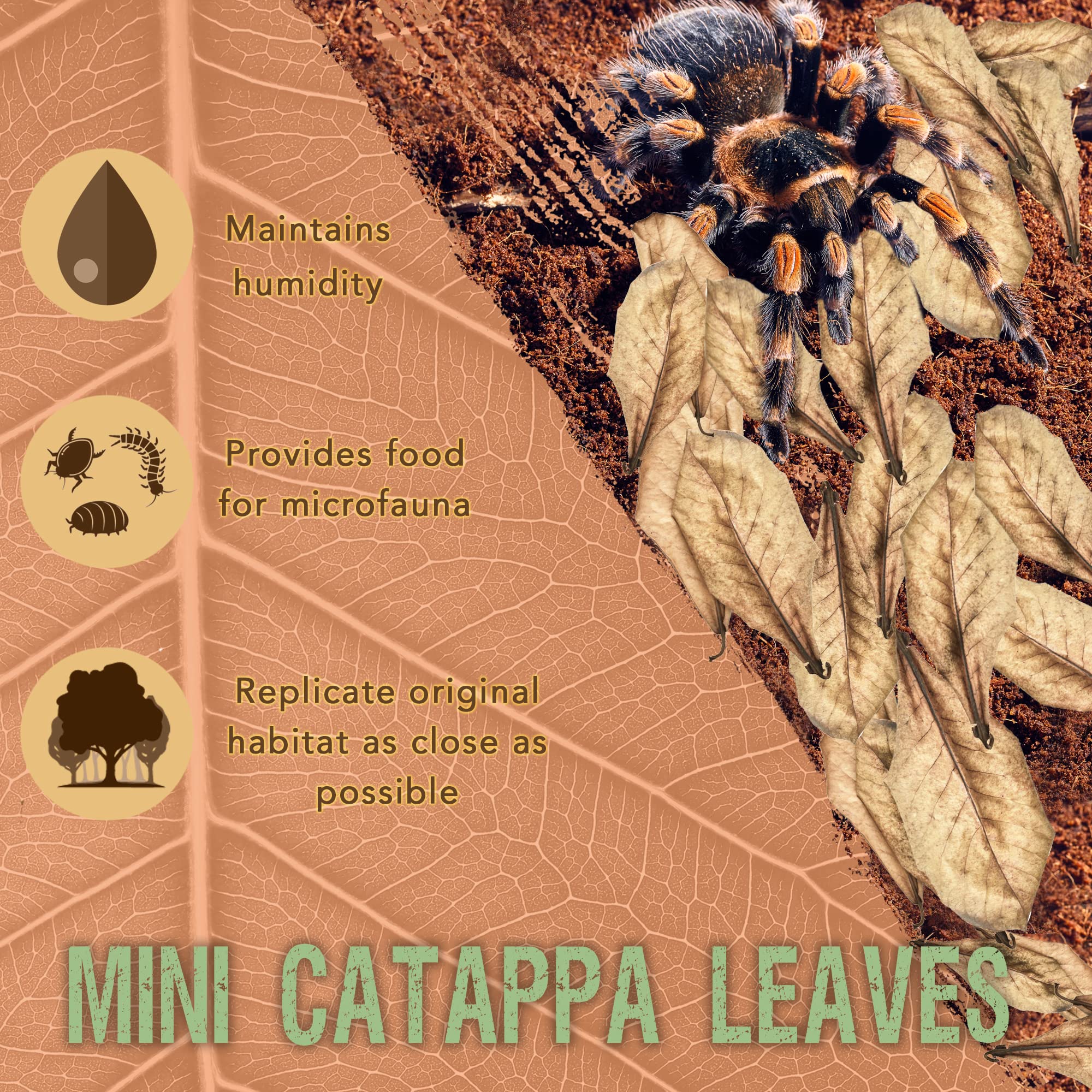 SunGrow 100 Pack Leaf Litter for Spider, Cricket & Isopod, Mini Catappa Dried Indian Almond Leaves, for Vivarium, Terrarium & Aq