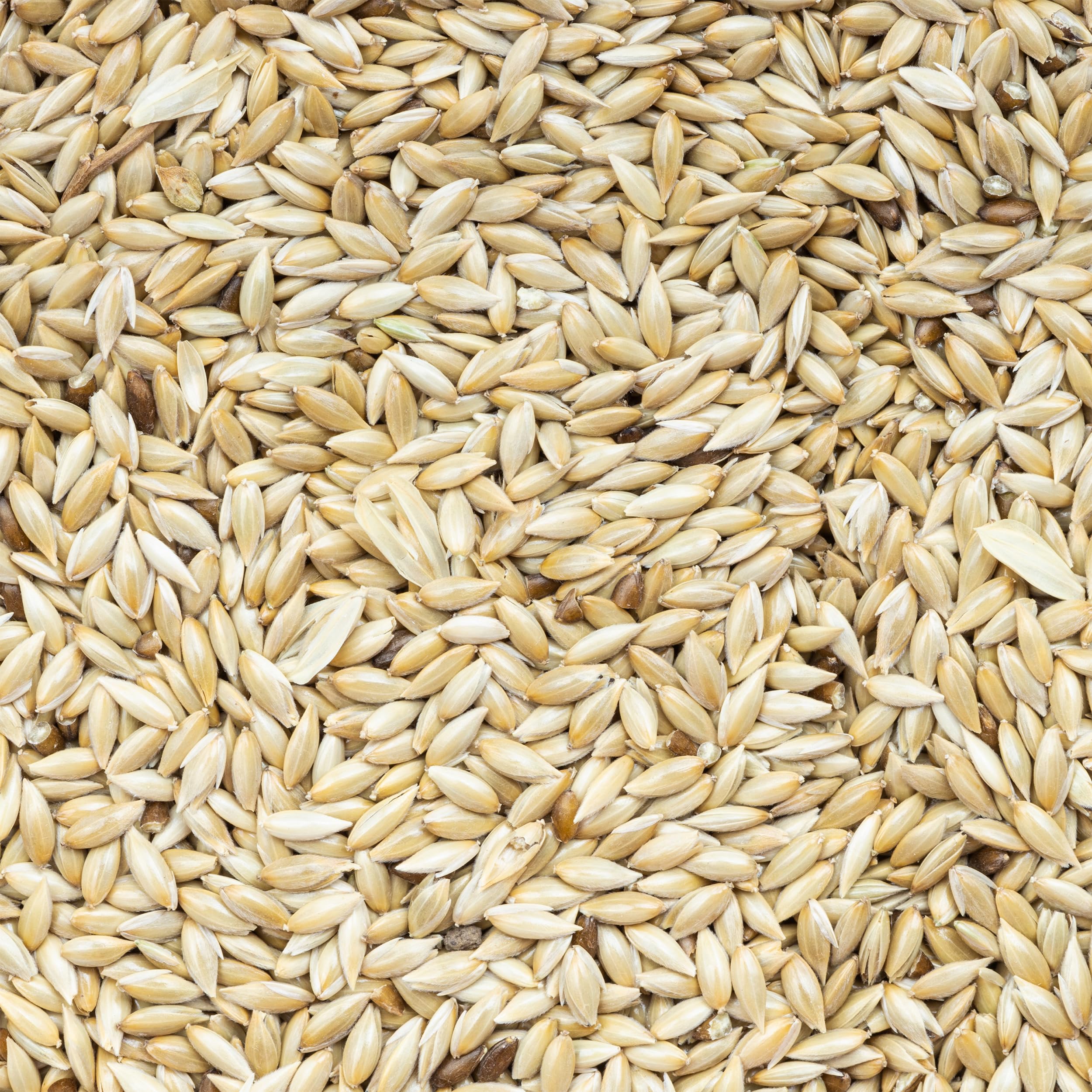 Unida Alpiste Canary Seeds for Birds - 5 lbs, 100% Natural, Non-GMO, No Additives, Bulk Wild Bird Feed