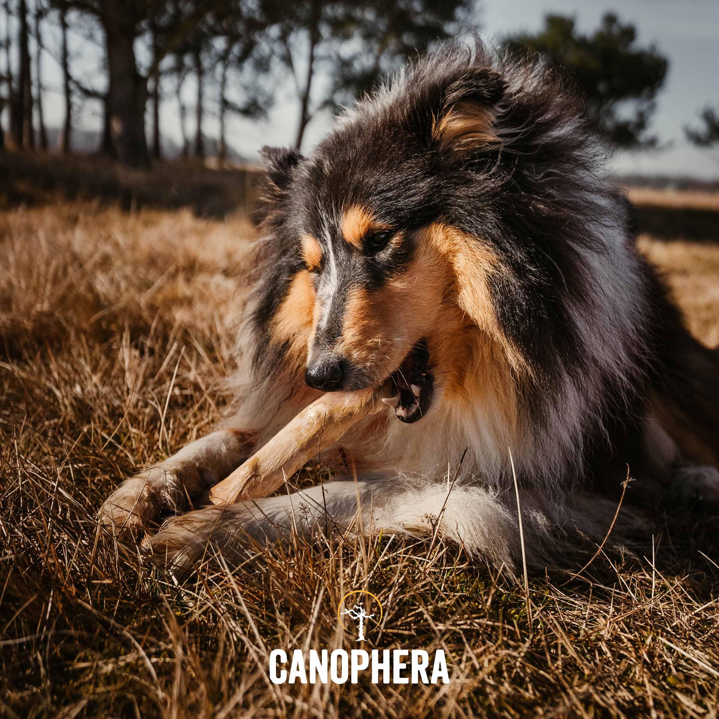 Canophera Coffee Wood Dog Chew Sticks For Regular Chewers - Size Medium