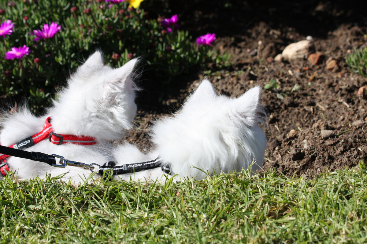 Rogz Reflective Nylon Cat Collar With Breakaway Clip And Removable Bell, Fully Adjustable To Fit Most Breeds, Black