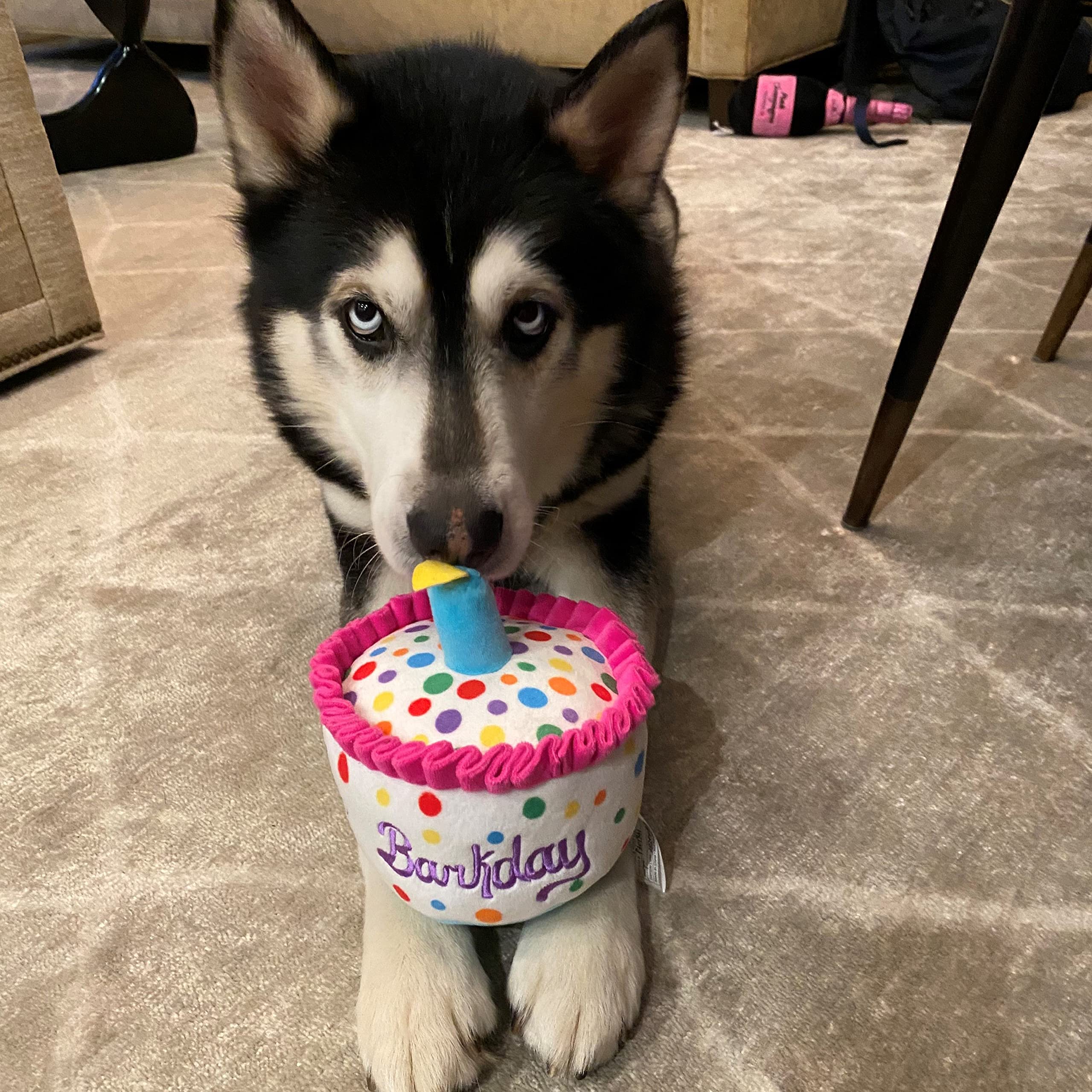H&K For Dogs Power Plush | Happy Barkday Cake (Small) | Birthday Funny Dog Toy | Dog Toy With Squeaker | Dog Gift | Fun, Durable, And Safe | Squeaky Dog Toy