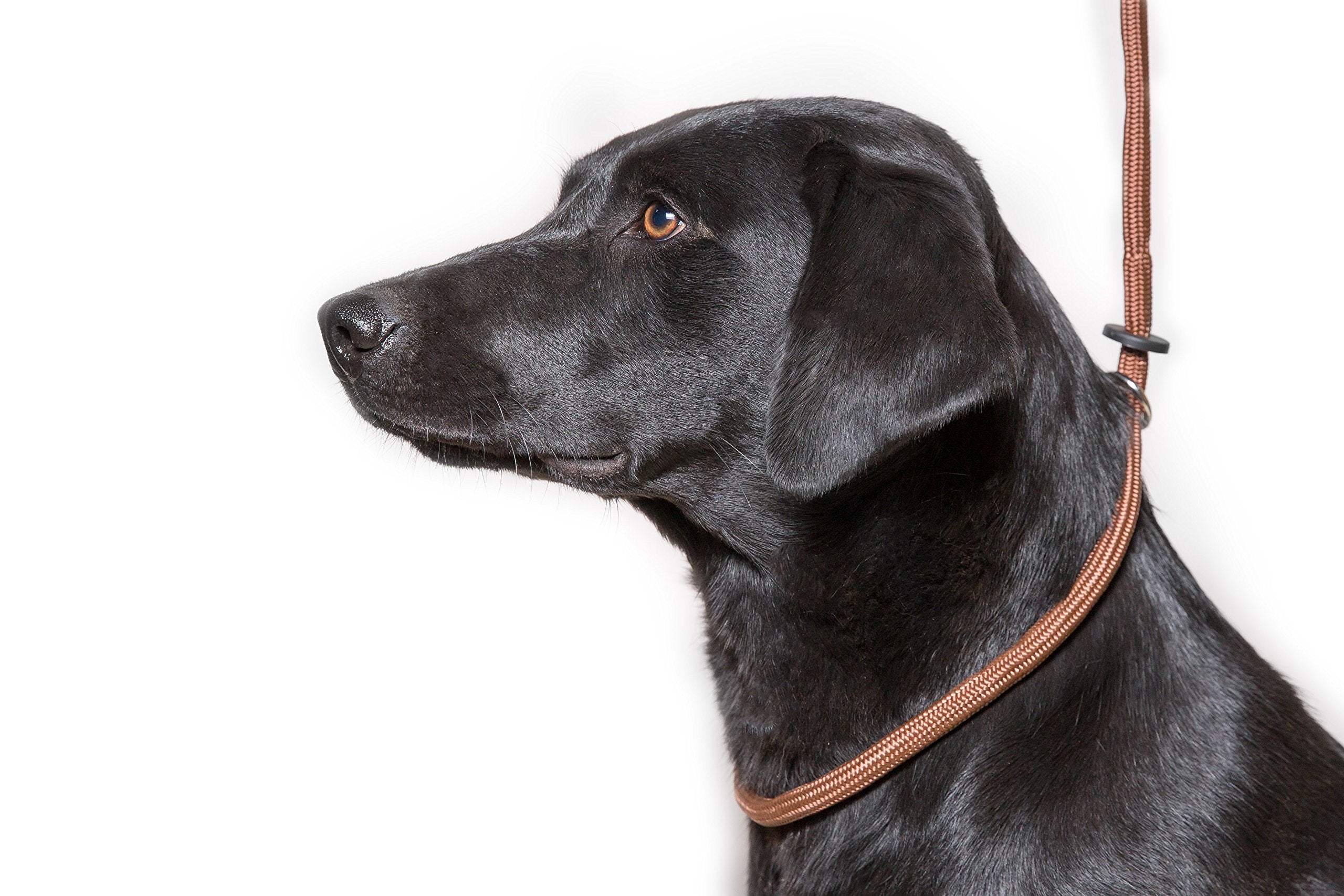 Dog & Field Deluxe Gundog Slip Leash - Brown. Super Soft Braided Nylon Slip Leash For Dogs With Rubber Stopper, Easy To Slip On,