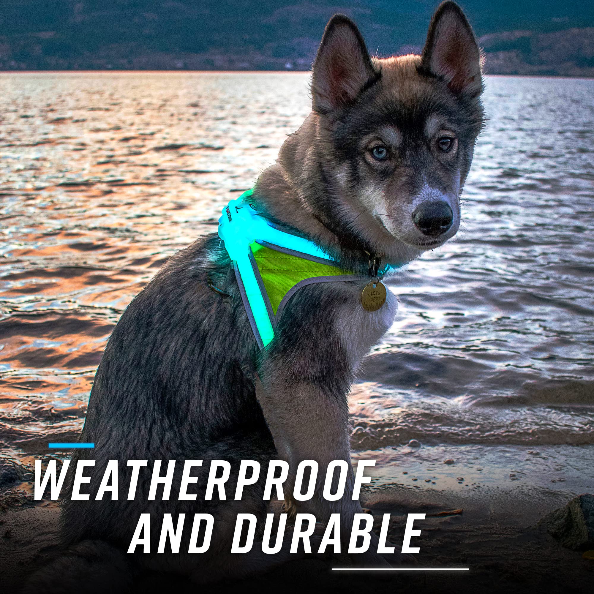 Noxgear LightHound (X-Large) + High-Visibility Dog Leash - Illuminated and Reflective Harness for Dogs Including Multicolored LE