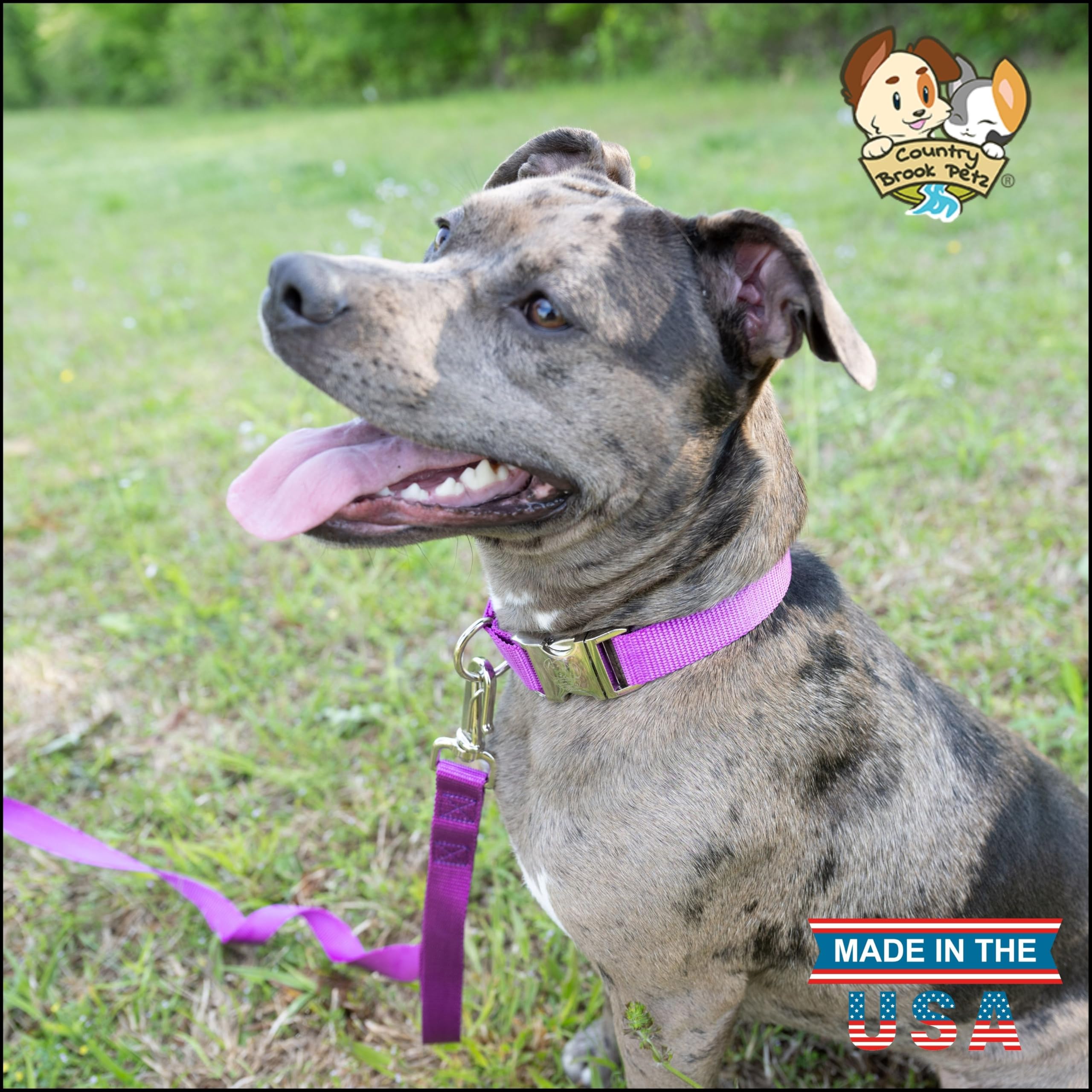 Country Brook Petz - Premium Nylon Dog Collar With Metal Buckle For Small Medium Large Breeds - Vibrant 30+ Color Selection (Med