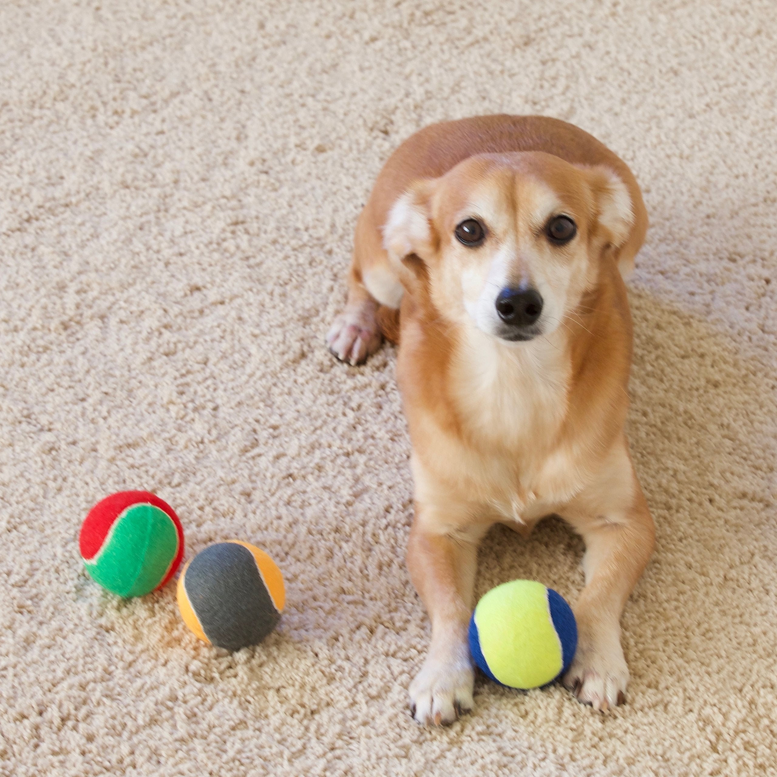 Youngever 6 Pack Durable Dog Squeaky Balls, Dog Toys, Puppy Toys For Small Medium And Large Dogs