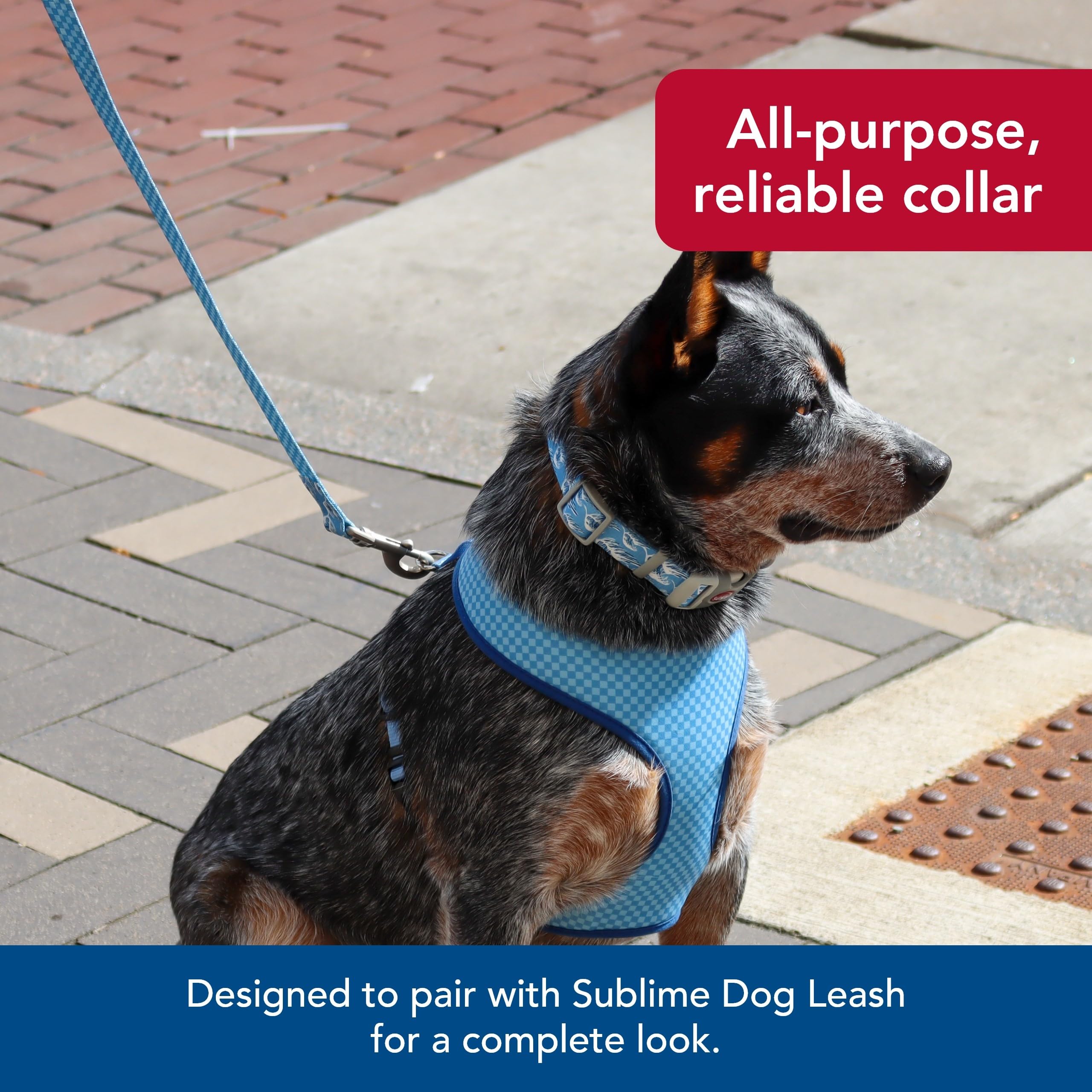 Coastal Pet Sublime Adjustable Dog Collar - Adjustable Plastic Buckle - Vibrant & Colorful Dog Collar With Fade-Resistant Patterns - Blue Waves With Blue Checkers, Medium - 1' X 12'-18'