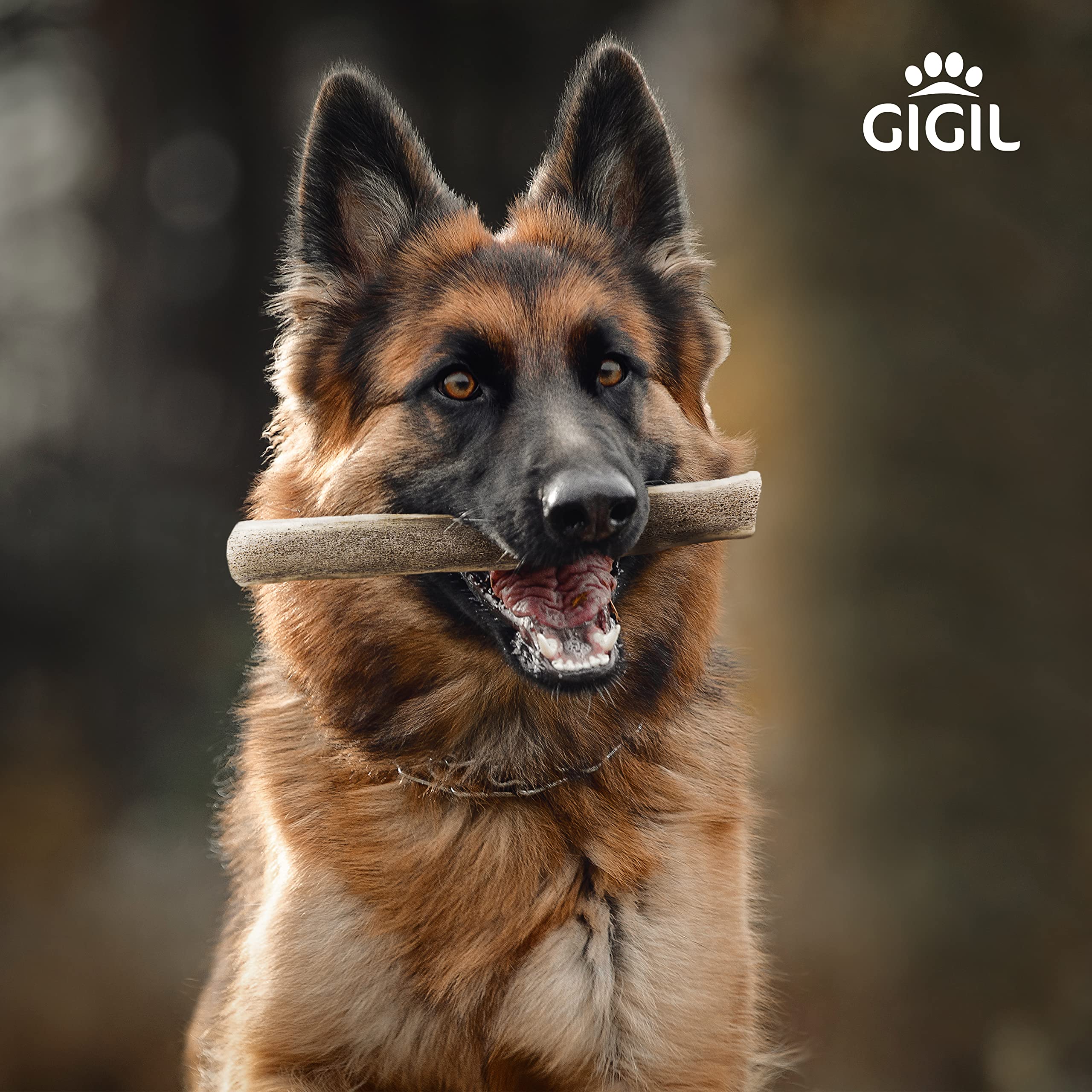 Gigil Treat You Pet Like A King - 100% Natural Deer Split Antlers For Large Dogs - Premium Elk Antlers - Long Lasting Dog Chew Toy - Naturally Shed And Organic Antlers For Dogs - Size L