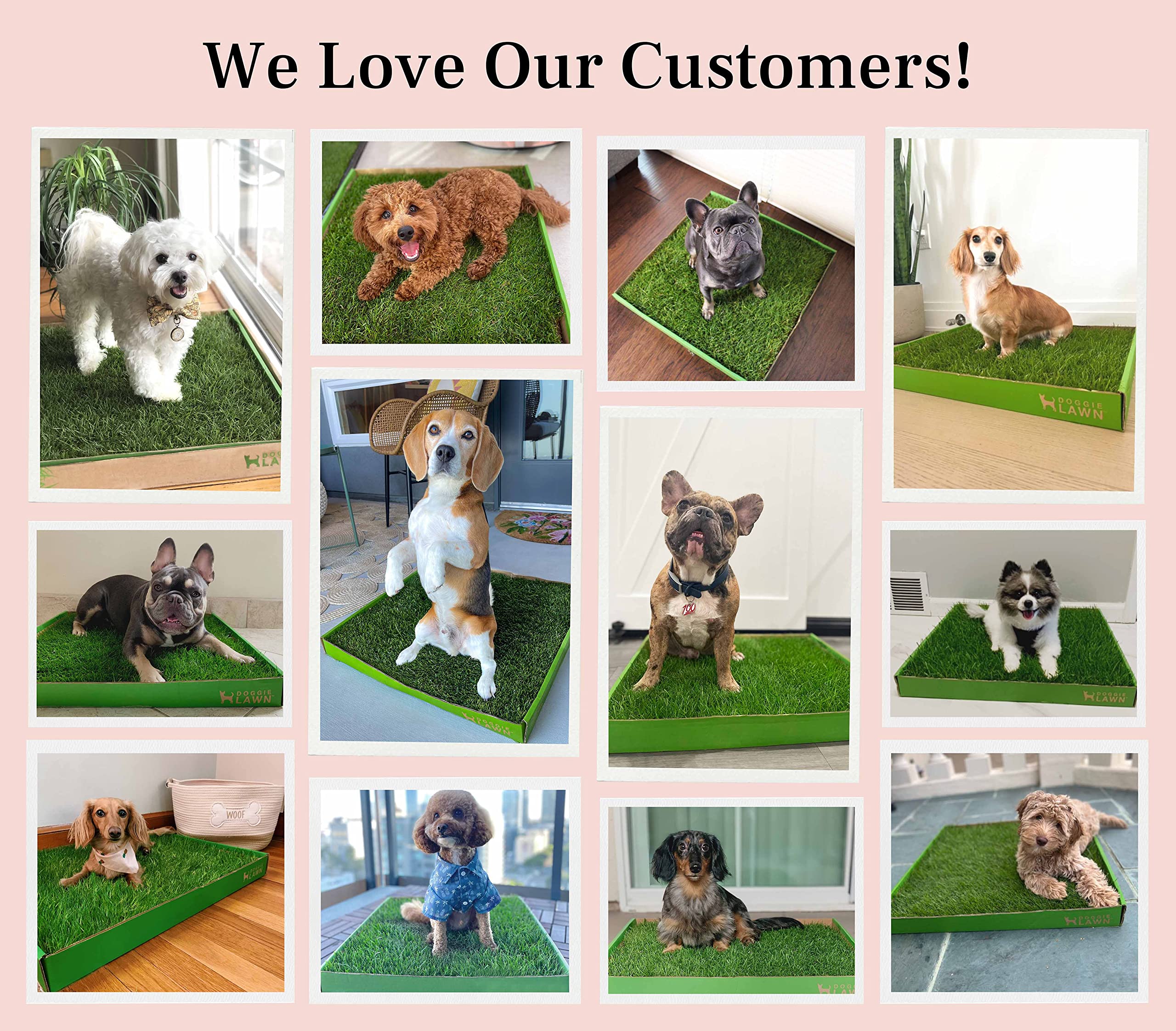 Doggielawn Real Grass Puppy Pee Pads- 24 X 24 Inches - Perfect Indoor Litter Box For Dogs - No Mess, Easy-To-Use - Potty Training For Pets - Eco-Friendly Disposable Bathroom With Real Living Grass