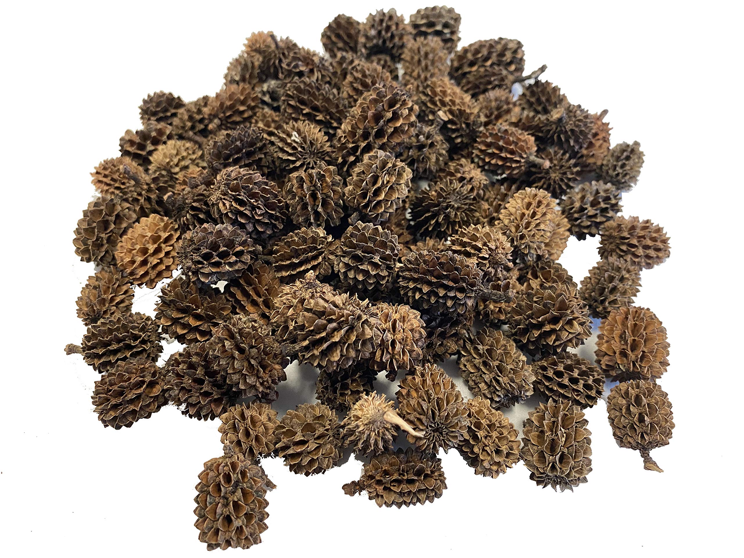 Alder & Casuarina Cones Betta Shrimp Tank Promotes Natural Habitat, Breeding, Tannin Producing Improves Immunity, Easy to Use, b