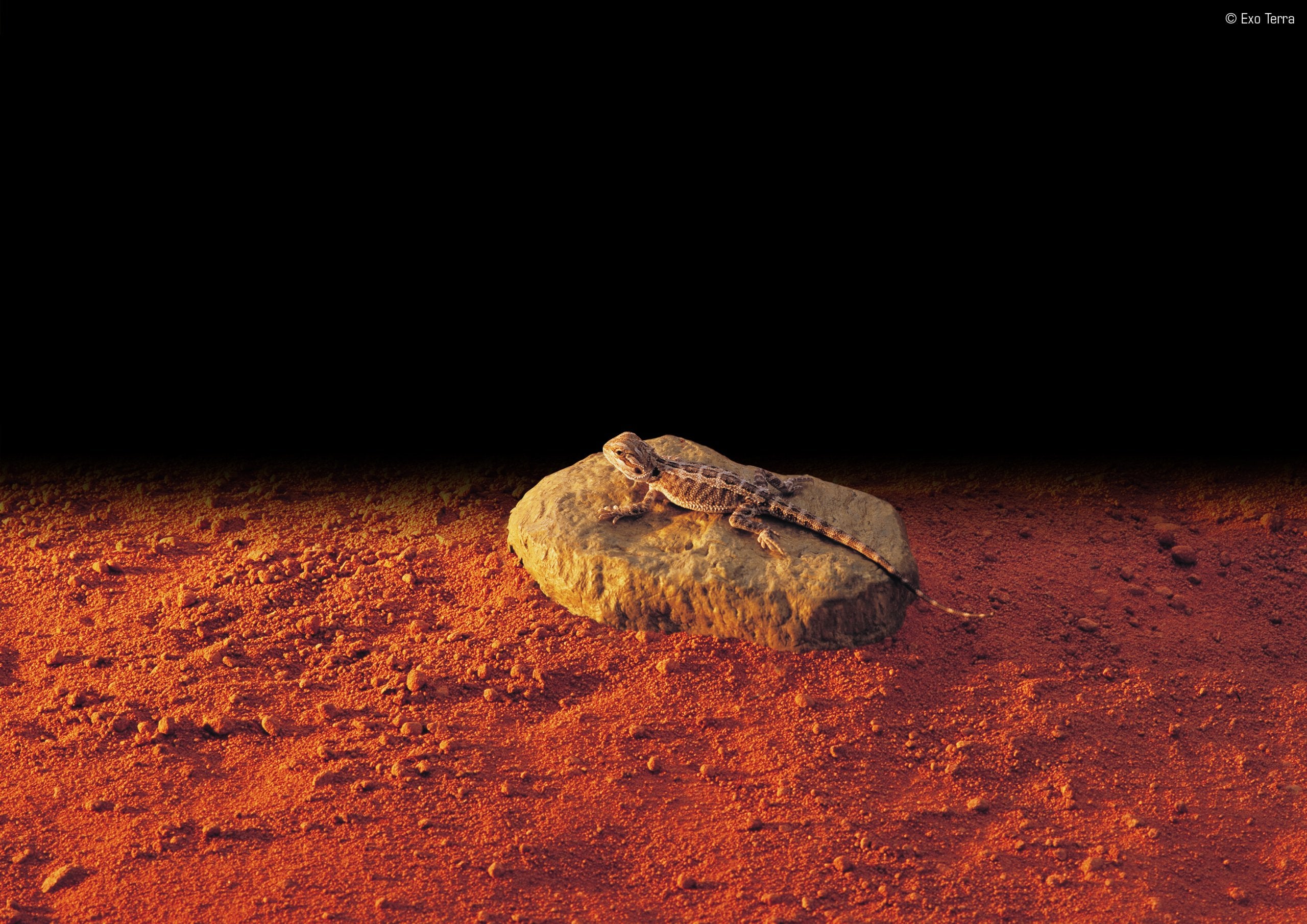 Exo Terra Heatwave Rock, Ul Listed - Safe & Energy-Efficient Reptile Heating Rock With Encased Element, Led On/Off Indicator - Promotes Natural Behavior & Aids Digestion For Reptiles, Small