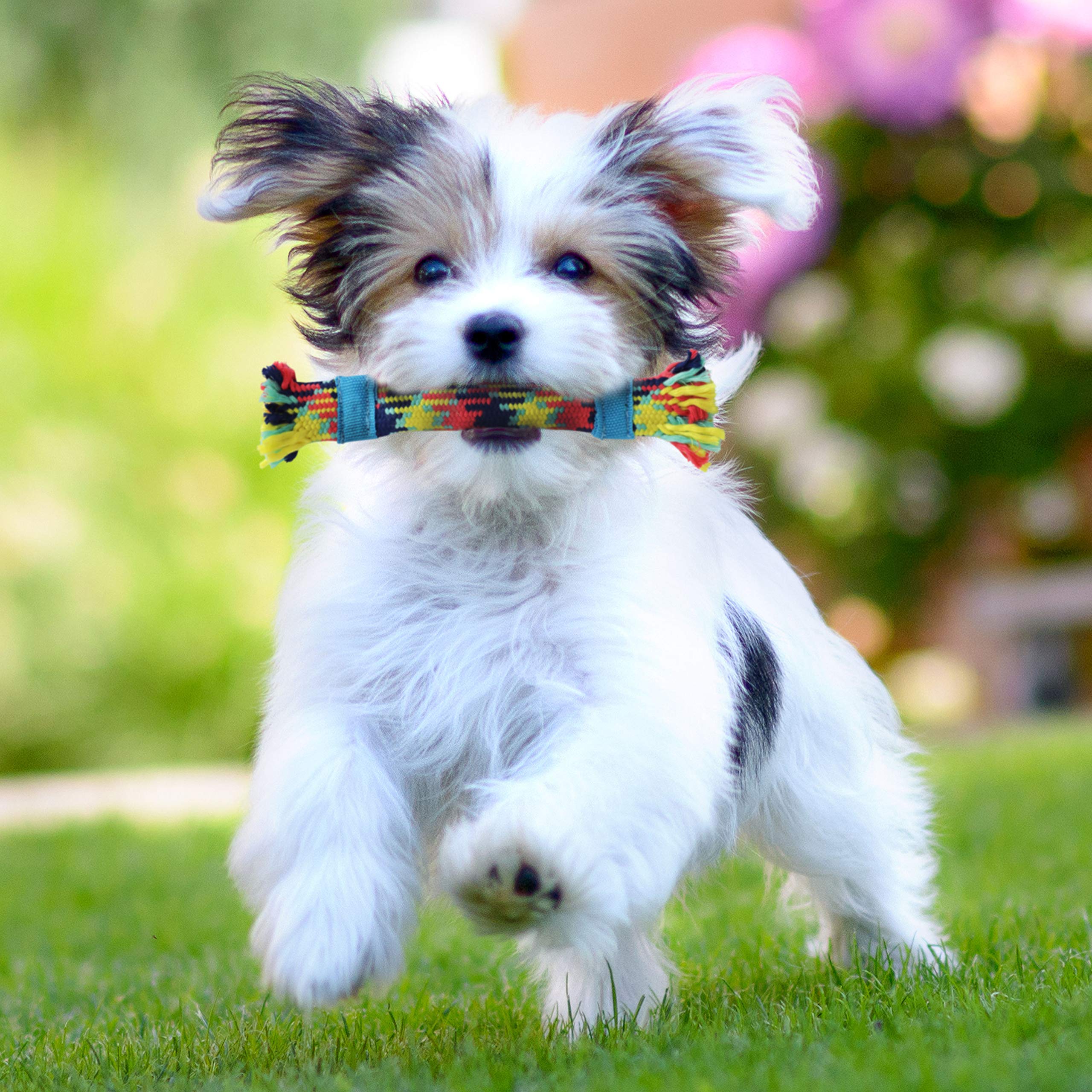 Rocket & Rex 4-Pack Dog Rope Toys | Small Breeds And Puppies | Puppy Rope Toy And Rope Toys For Small Dogs | Rope Toy Set With R