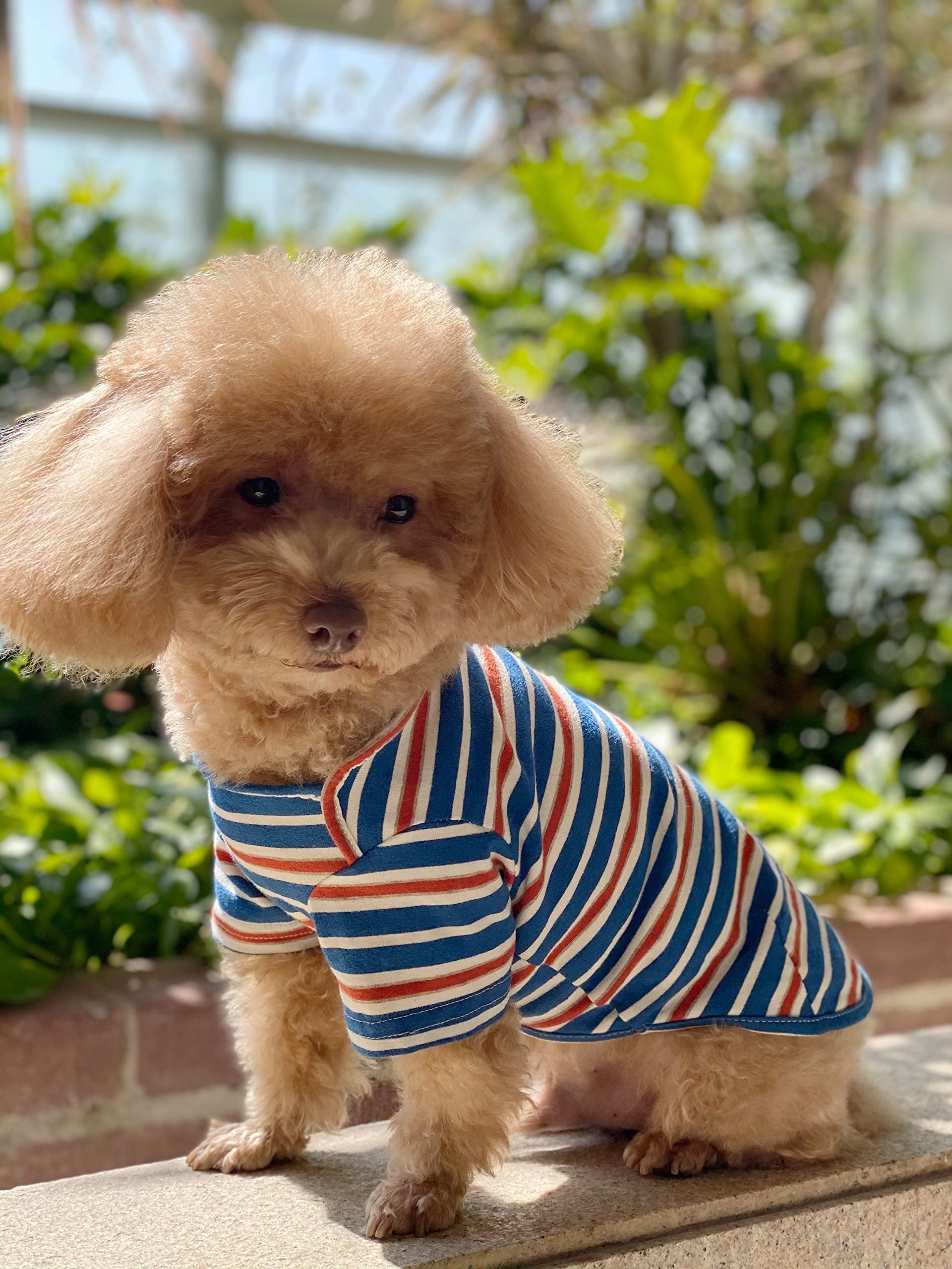 Knuffelen Dog Shirts Cotton Striped T-Shirt, Summer Pet Clothes For Small Dogs, 2-Pack Soft Puppy Apparel Cat Tee, Breathable Stretchy, Blue Yellow S