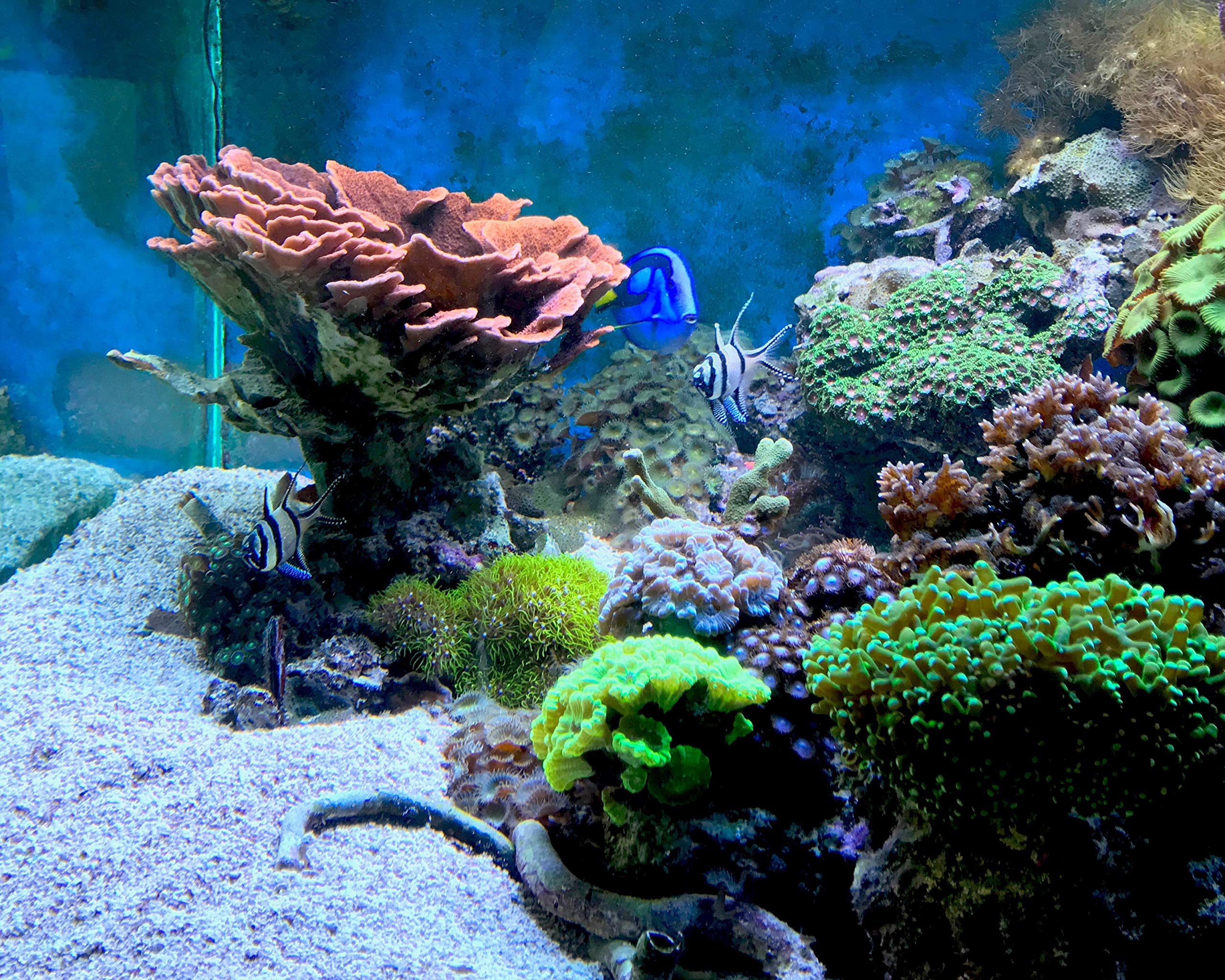 Seachem Cuprisorb 500ml - Premium Grey Pumice Rocks for Effective Copper Removal in Aquariums