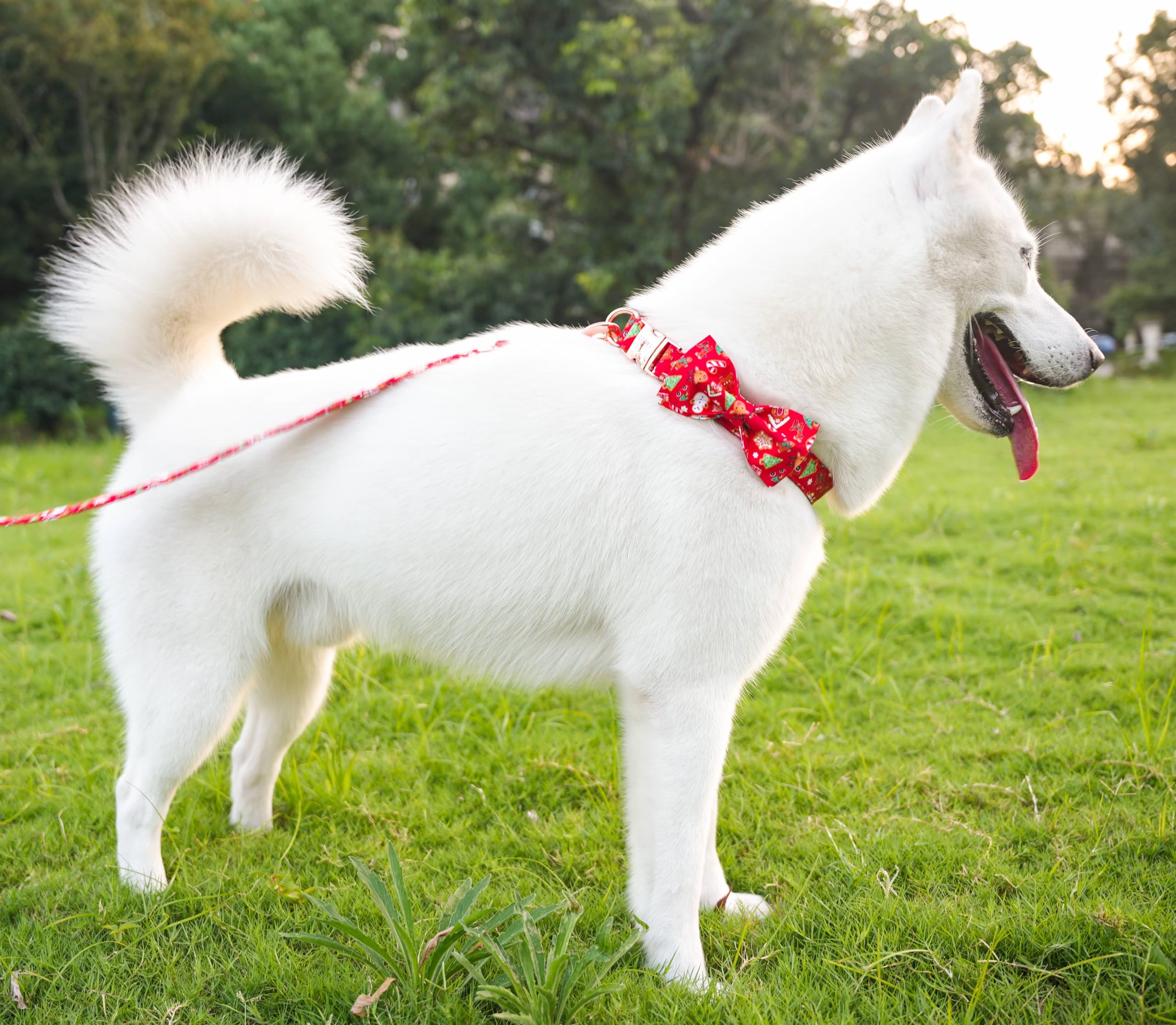 Tunkoo Christmas Dog Collar With Elegant Bow Tie Soft Comfy Cotton Adjustable Collar, Premium Metal Buckle For Puppy And Cat Sma