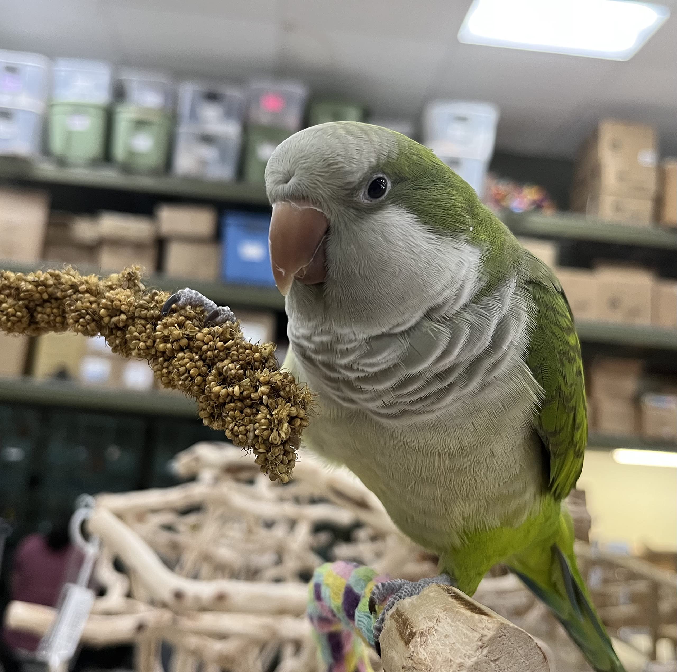 Birds LOVE Spray Millet Treat for Birds - GMO-Free, No Pesticides, 2lbs, Edible Tops Only, Ideal for Cockatiels, Lovebirds, Parrots