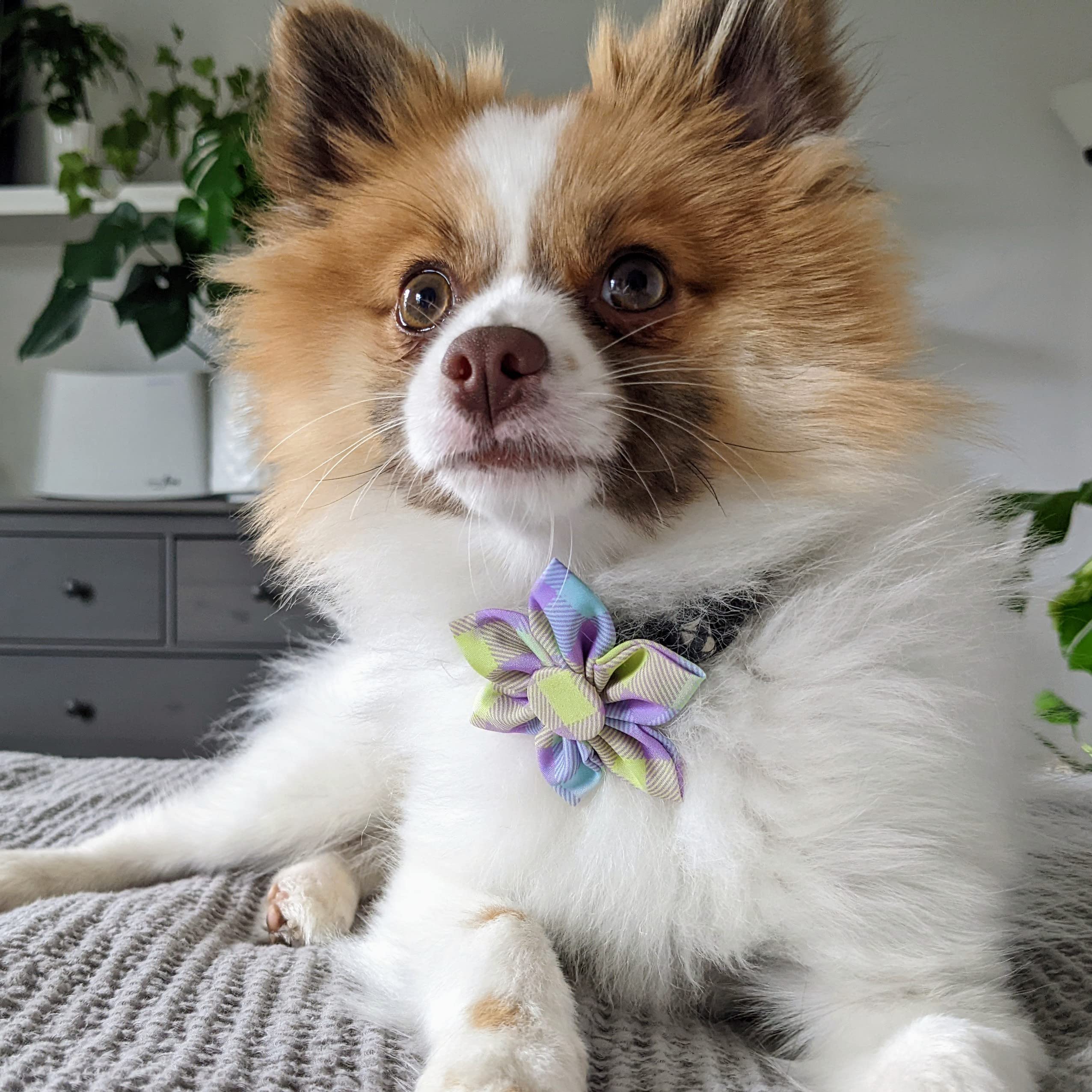 Huxley & Kent Pet Pinwheel | Lavender Lemon (Large) | Spring Collar Accessory For Dogs/Cats | Bow Collar Attachment | Cute, Comf