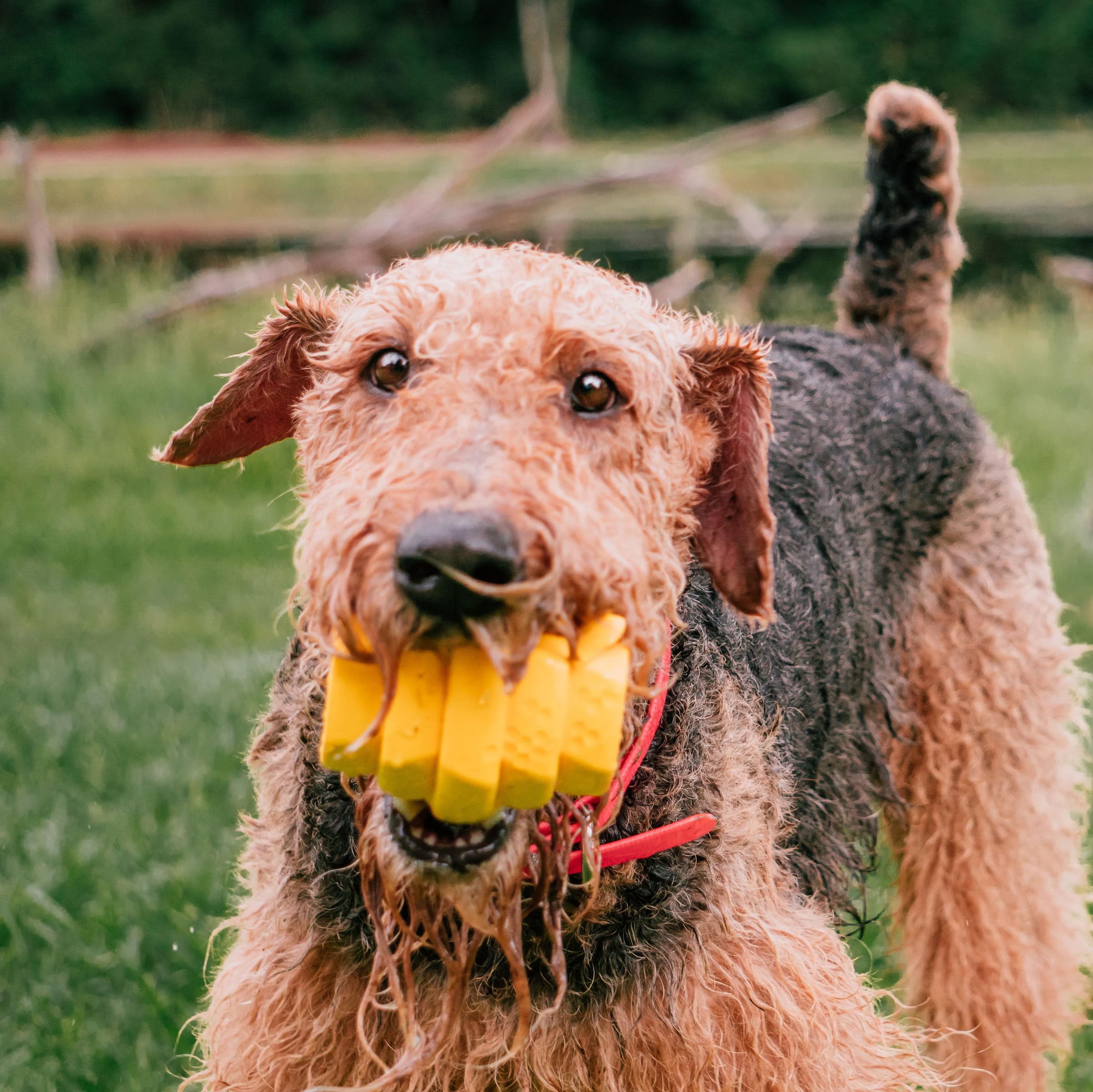 Project Hive Pet Company - Hive Chew Toy For Large Dogs - Dog Chew Toy For Large Breeds - Floats In Water - Durable And Tough -