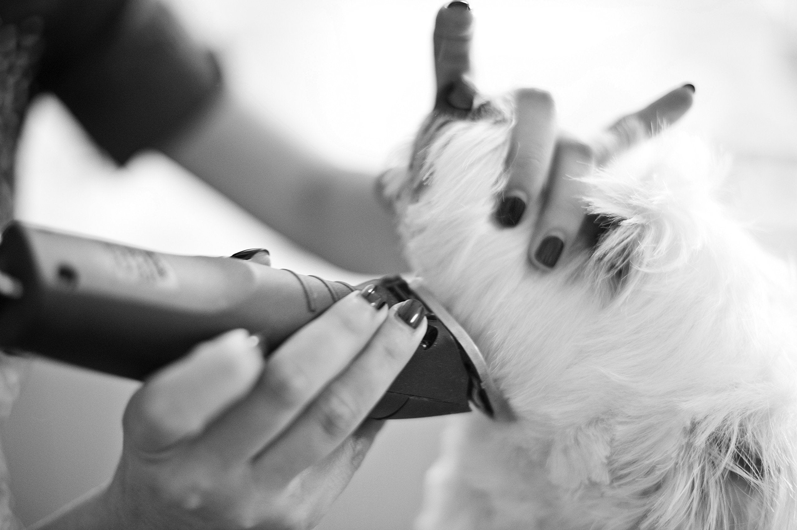 Andis Ultraedge Super 2-Speed Detachable Blade Clipper, Professional Animal/Dog Grooming, Agc2 (23280)