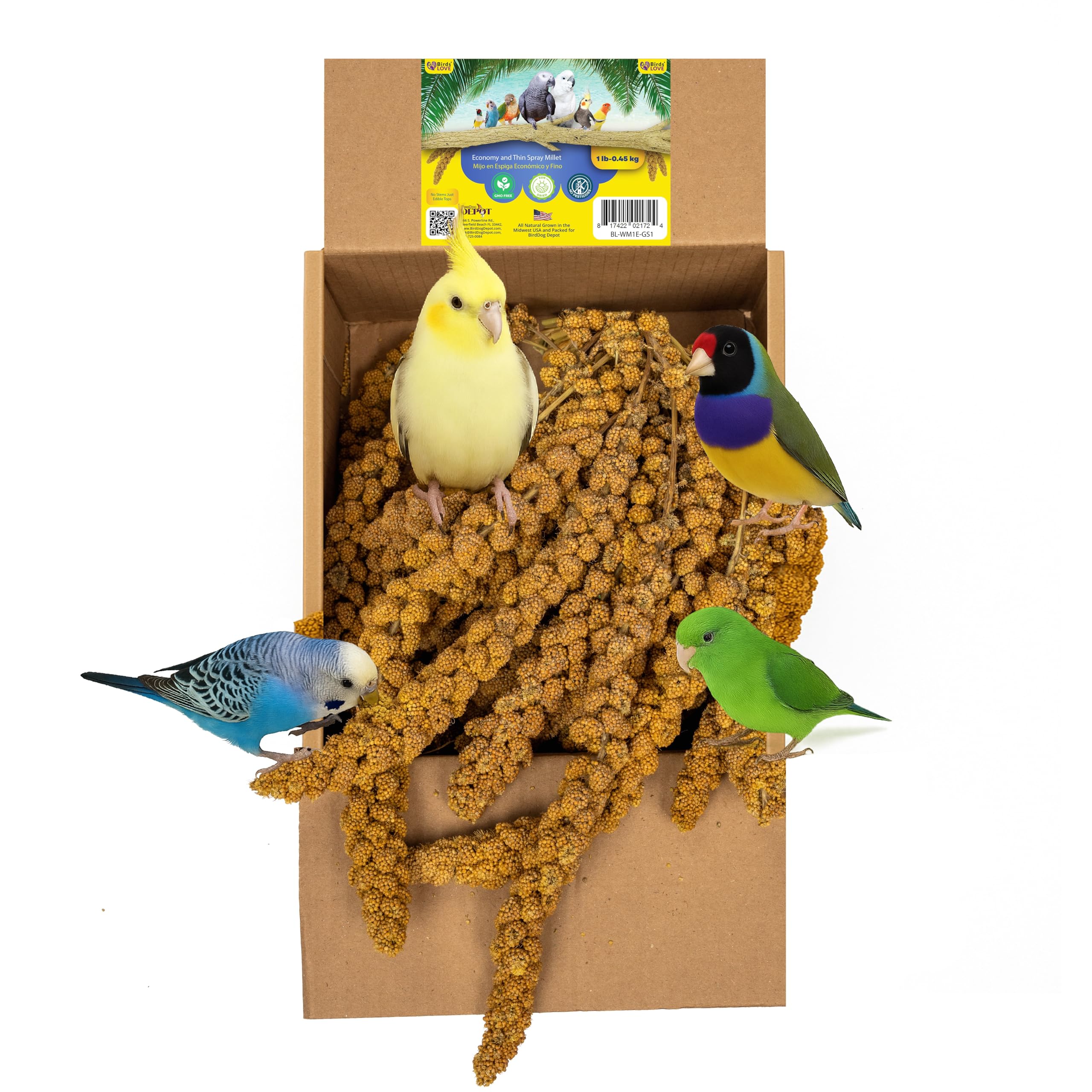 Birds LOVE Economy & Thin Special Spray Millet - 1lb GMO-Free (No Stems Only Edible Tops) for Birds Cockatiel Lovebird Parakeet 