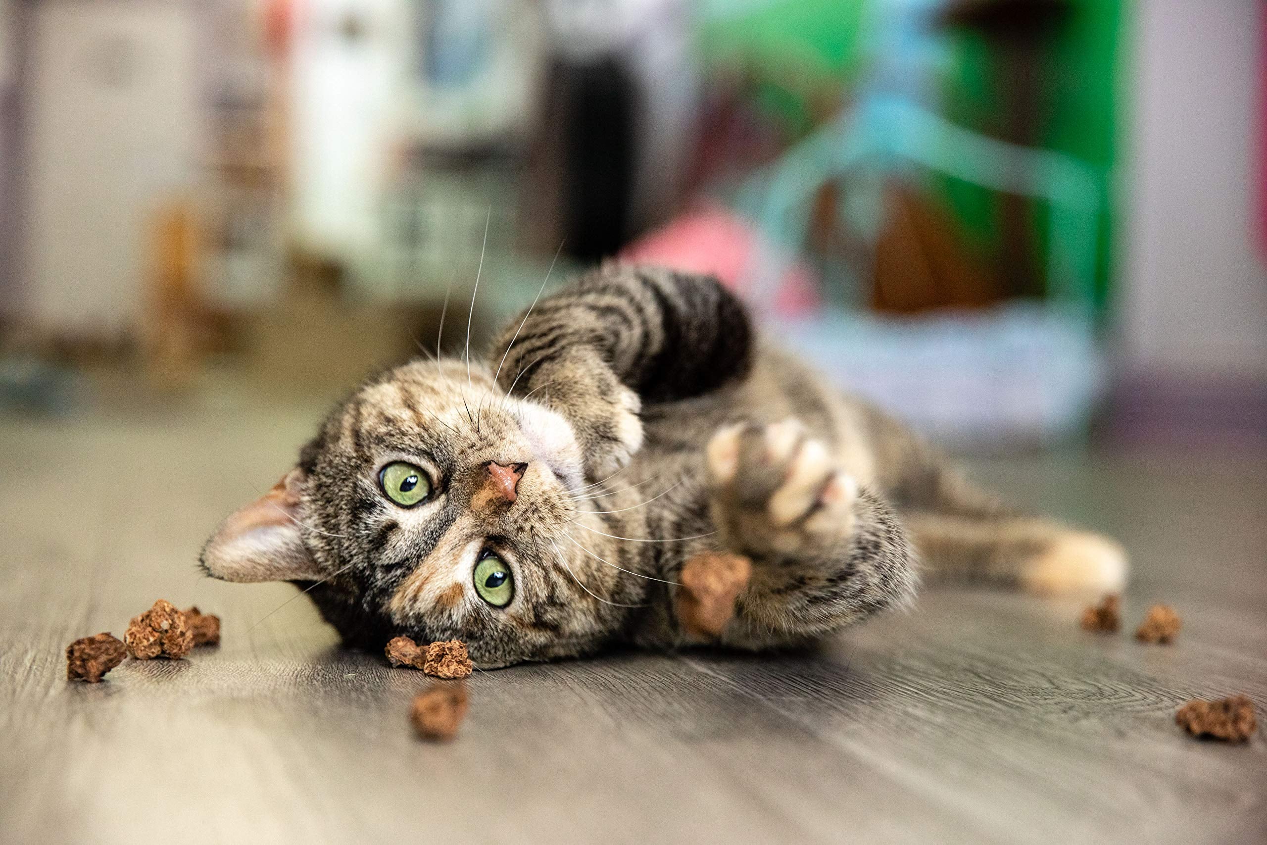 Meowy Janes Whole Silvervine Fruit- Dried Silvervine Gall Fruit- Actinidia Polygama - Cat Toy - Cat Treat