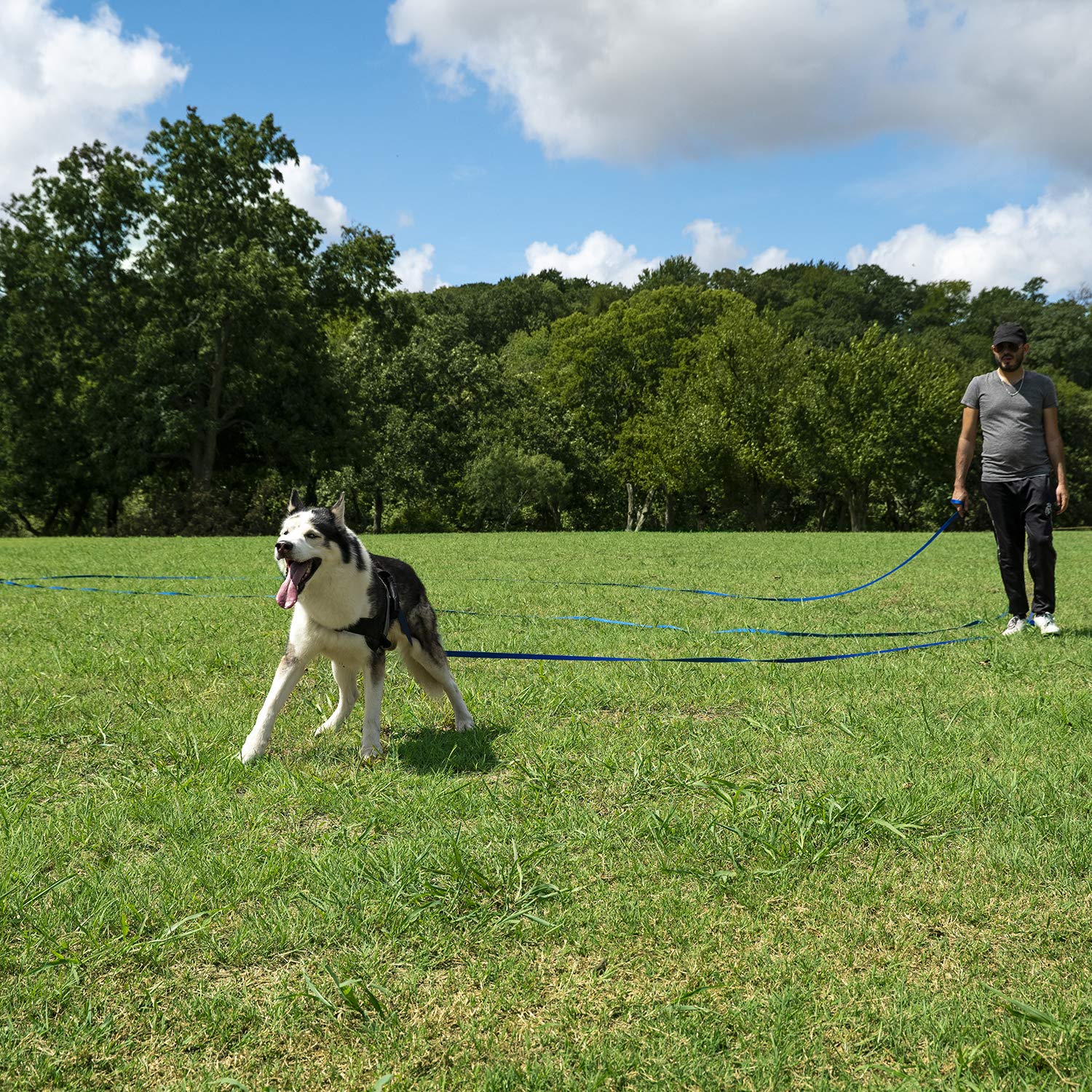 Hi Kiss Dog/Puppy Obedience Recall Training Agility Lead - 15Ft 20Ft 30Ft 50Ft 100Ft Training Leash - Great For Training, Play, Camping, Or Backyard(20Ft,Black_Purple)