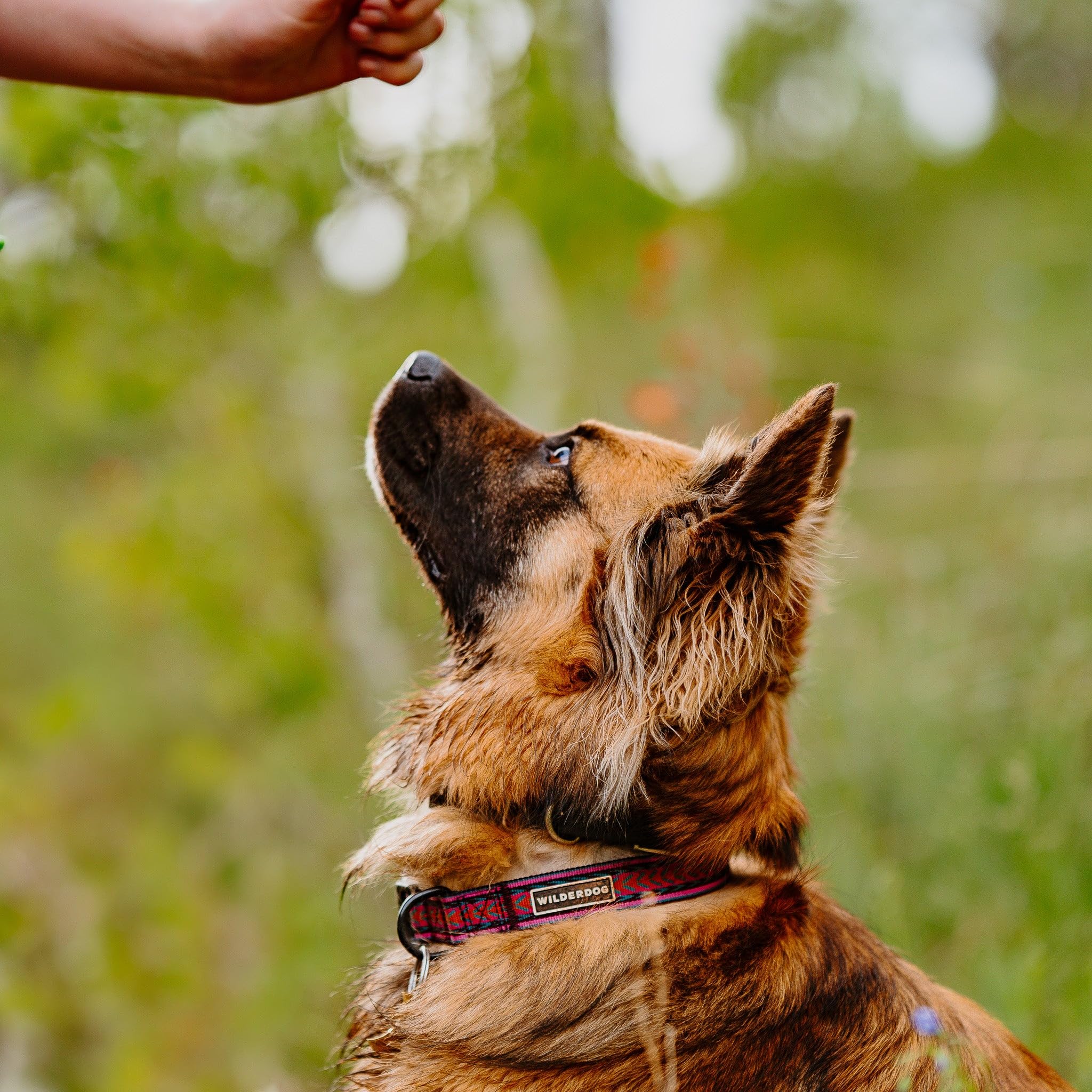 Wilderdog Ultralight Collar Series For Dogs - Small - Glacier
