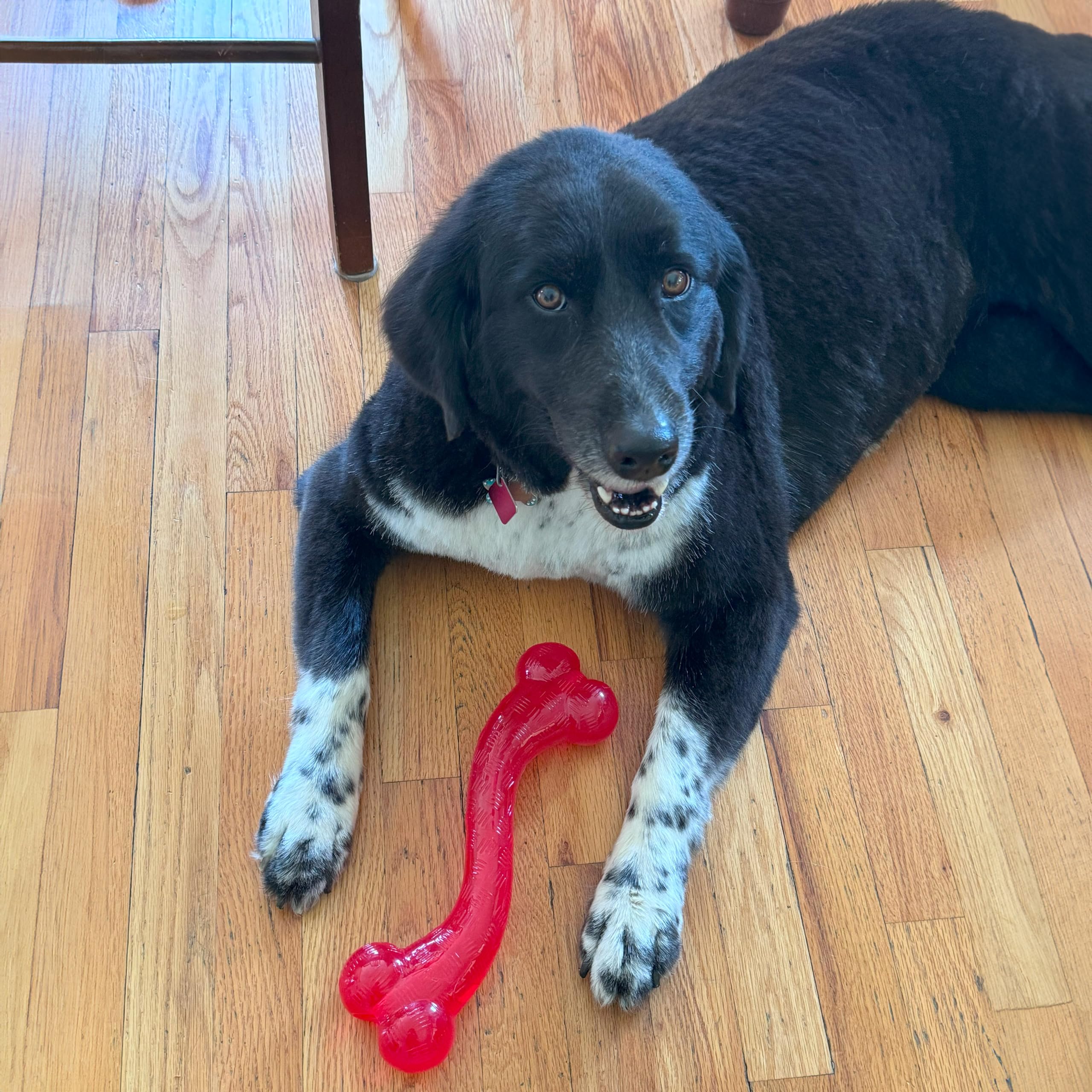 SPOT Play Strong S Bone - Durable TPR, Long Lasting Dog Chew for Aggressive Chewers, Hollow Center to Hide Treats, Virtually Ind