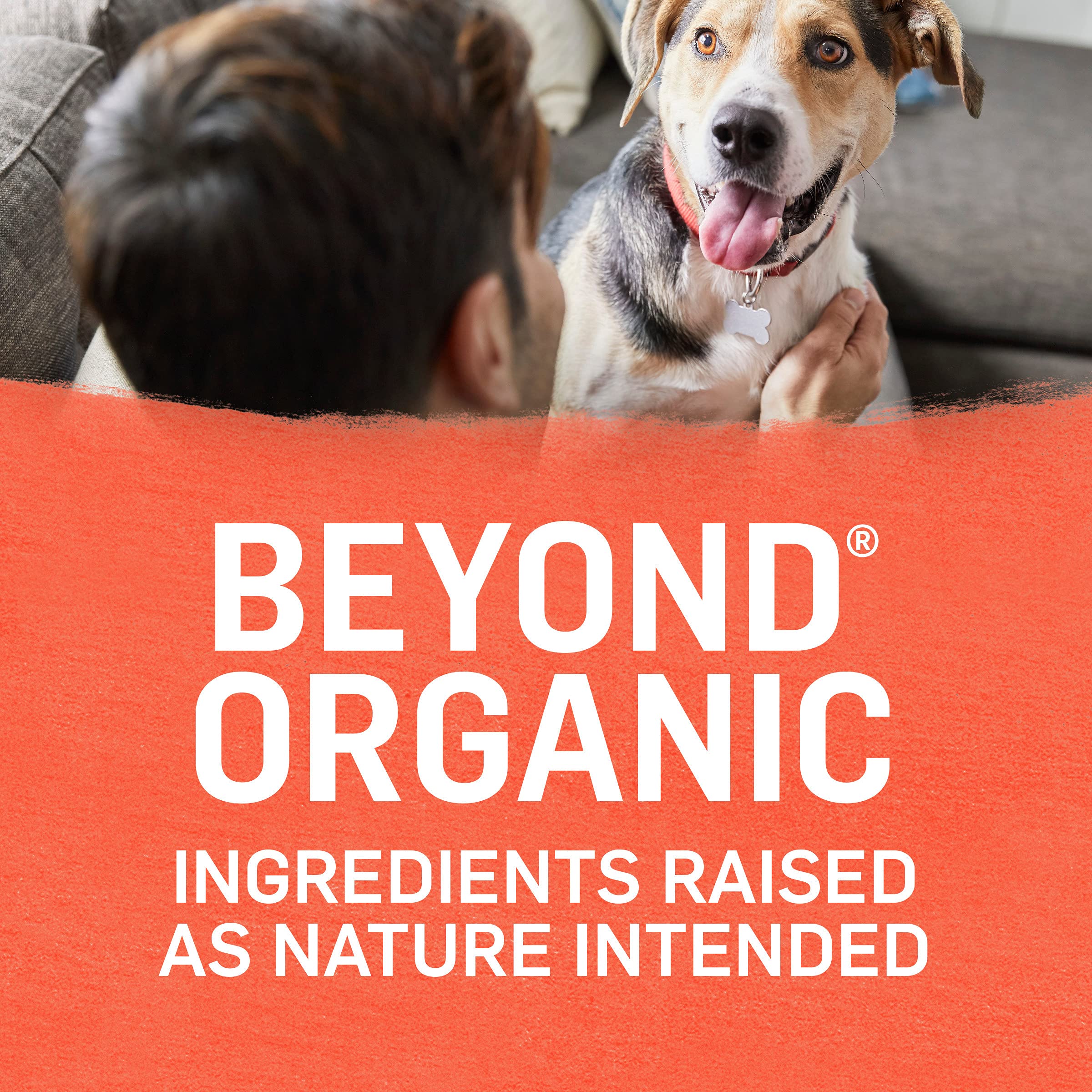 Purina Beyond Organic Wet Dog Food, Organic Chicken & Sweet Potato Adult Recipe Ground Entr  e With Broth - (Pack of 12) 13 oz.