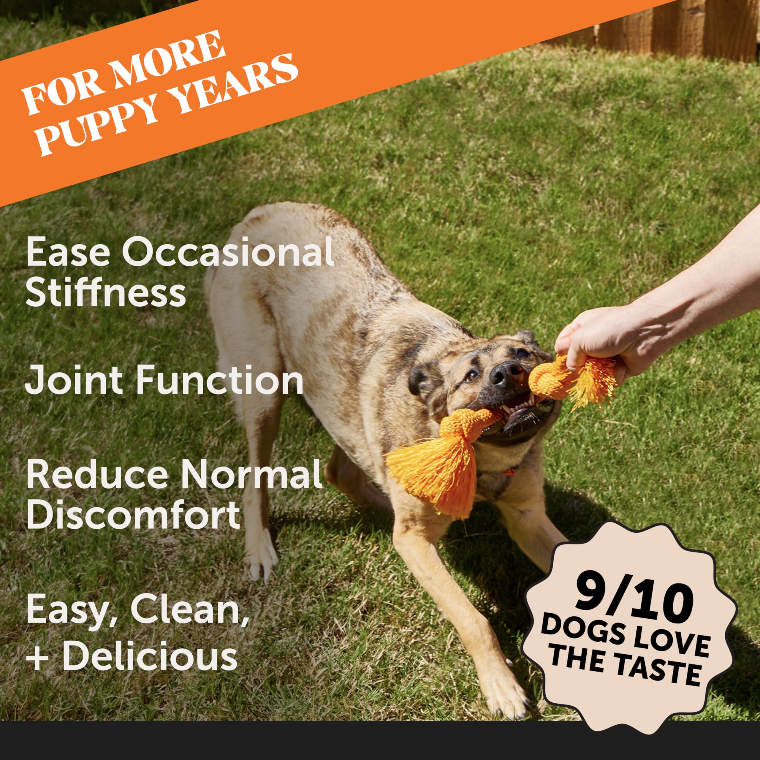 Pet Honesty Dog Joint Supplement with Salmon Oil for Dogs - Ease Stiffness, Reduce Discomfort & Support Joint Mobility Liquid Su