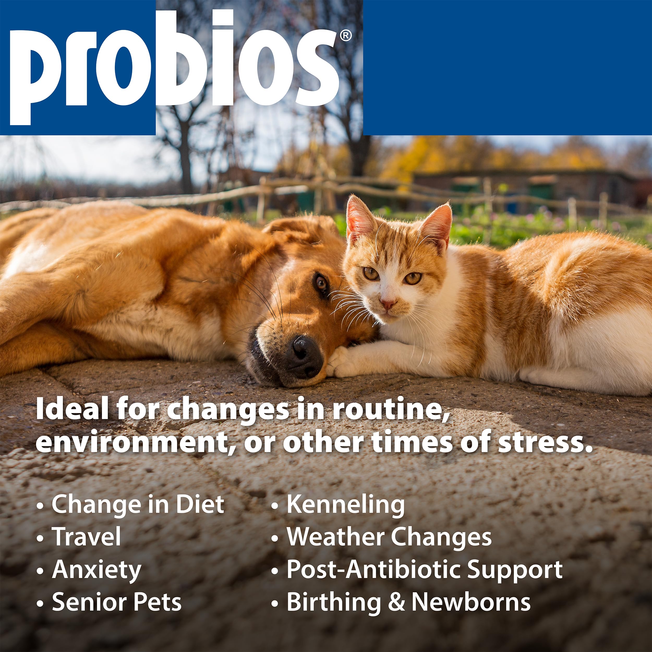 Probitso Probios Dog Treats - Digestion Support - 1lb Pouch – Petocart