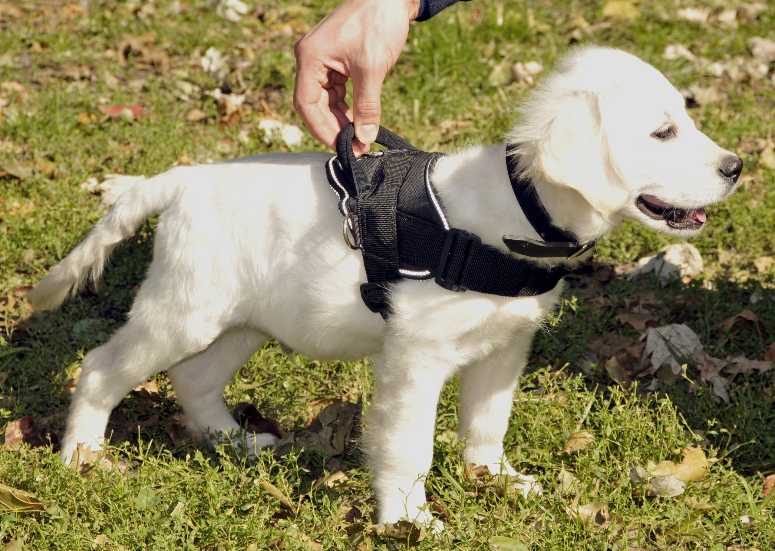 Dean And Tyler Dt Dog Harness, Black With Reflective Trim, X-Small - Fits Girth Size: 20-Inch To 23-Inch