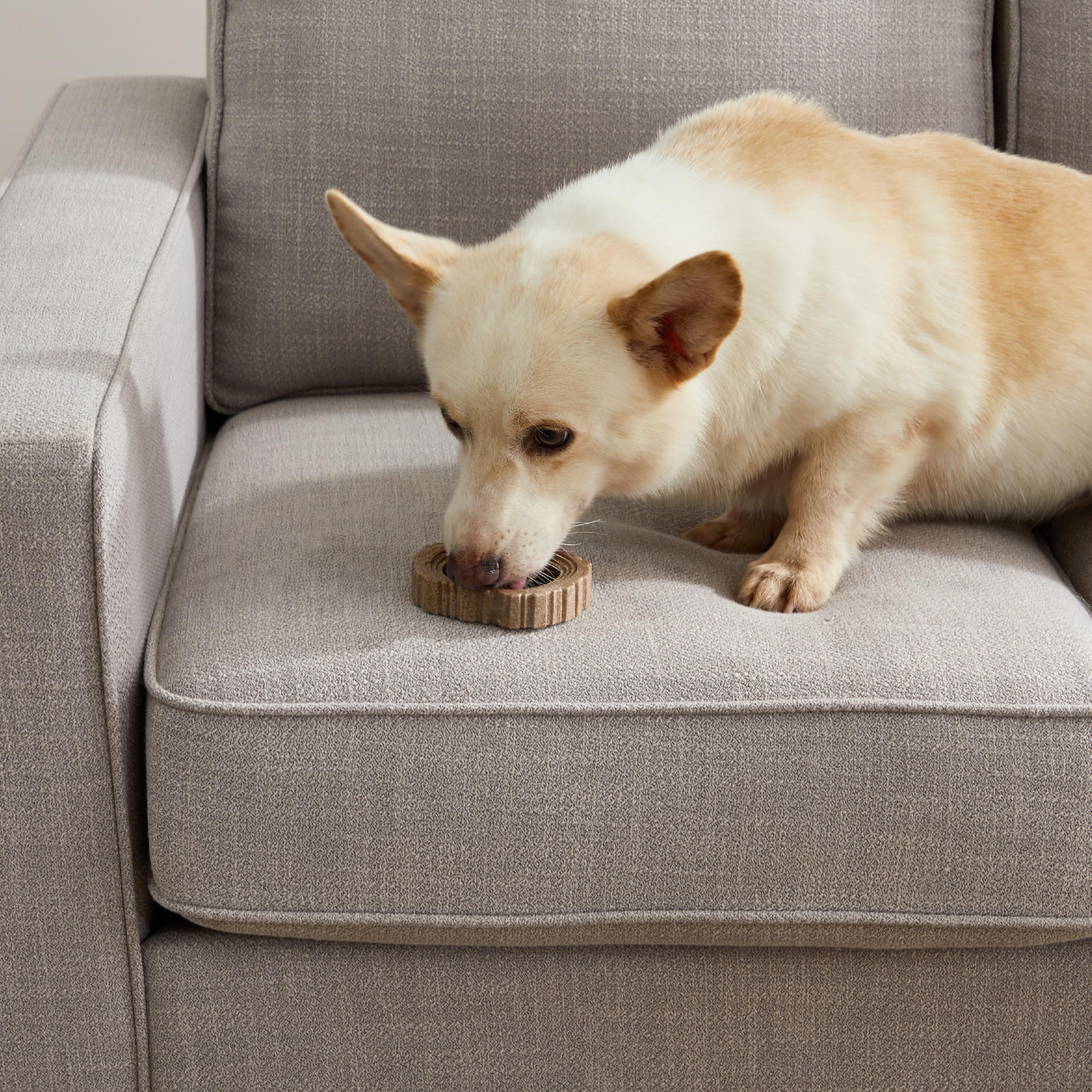 Petstages Dogwood Ring Dog Chew Toy, Small