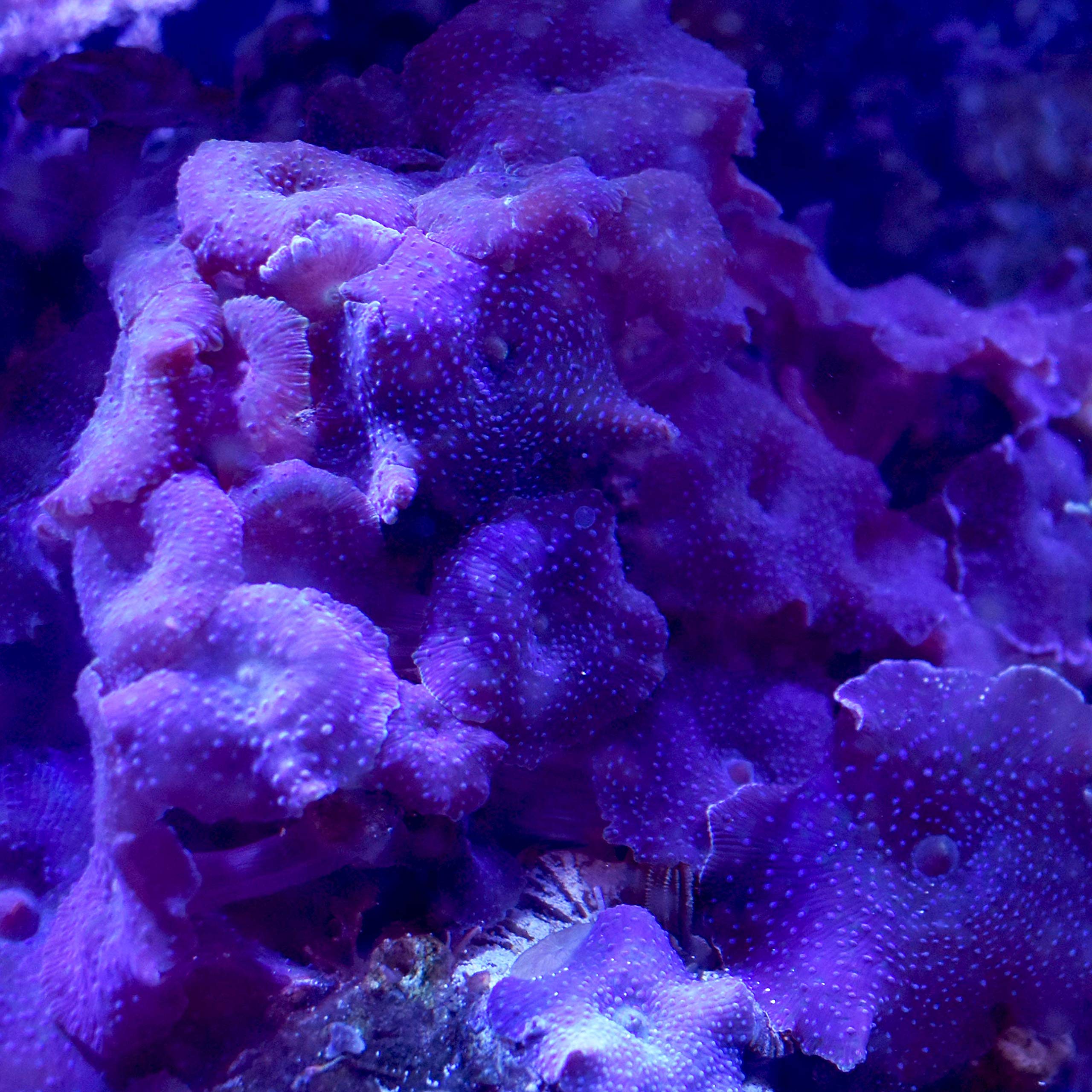 Reef Advantage Calcium, 4 kg / 8.8 lbs