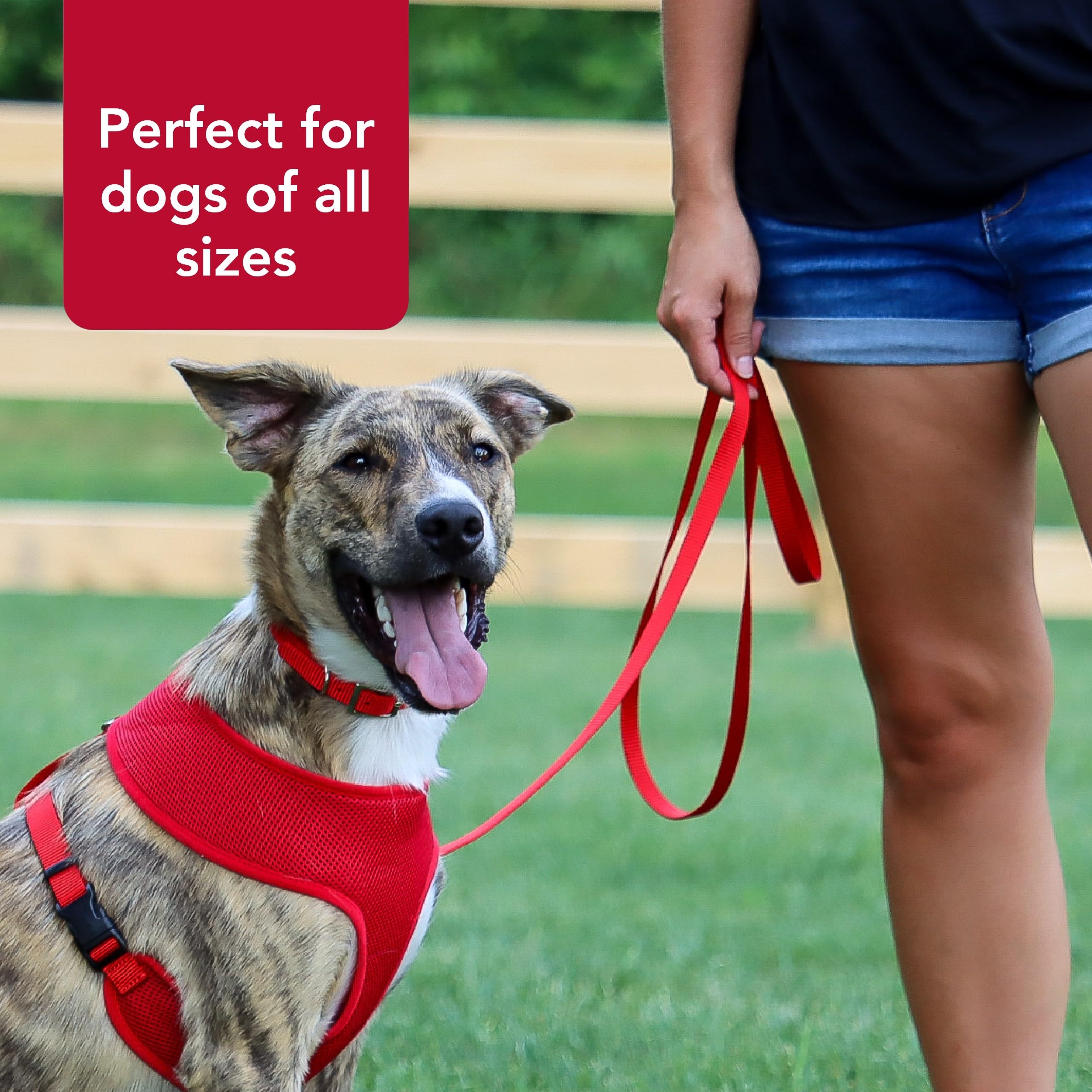 Coastal Pet Single-Ply Dog Leash - Sturdy Pet Leash - Comfortable & Stylish - Resists Fraying - Vibrant & Fade-Resistant Color - Red, 5/8' X 6'