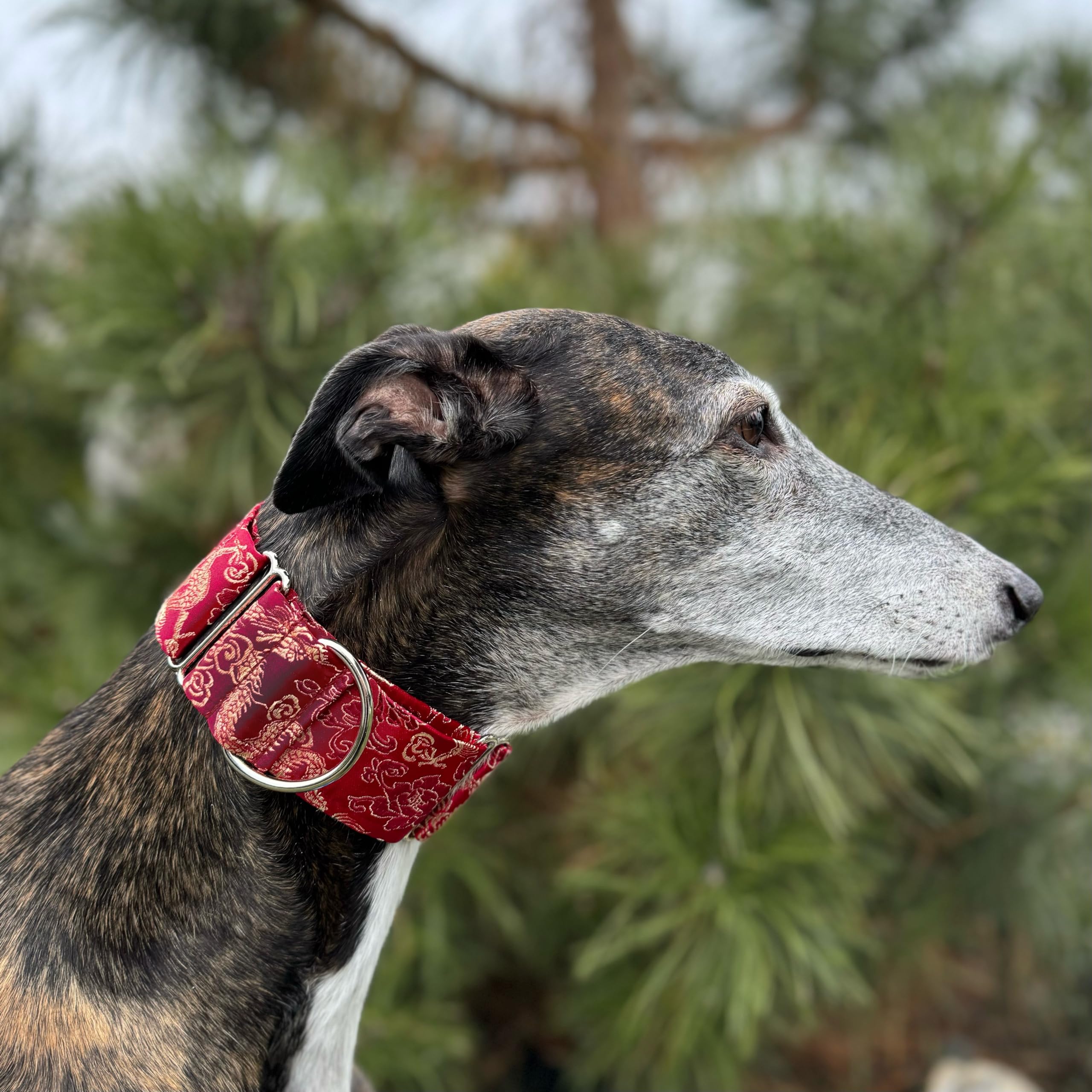 Extra Soft Martingale Dog Collar For Greyhound Saluki Whippet And Other Breeds With Similar Neck 2' Wide (M 11'-14')
