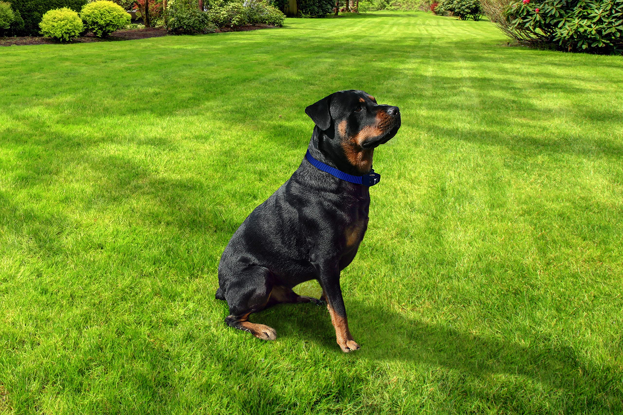 Extreme Dog Fence Stubborn Dog Fence Dog Collar With Large And Medium Set Of Contacts For Dogs That Need Stronger Correction Lev