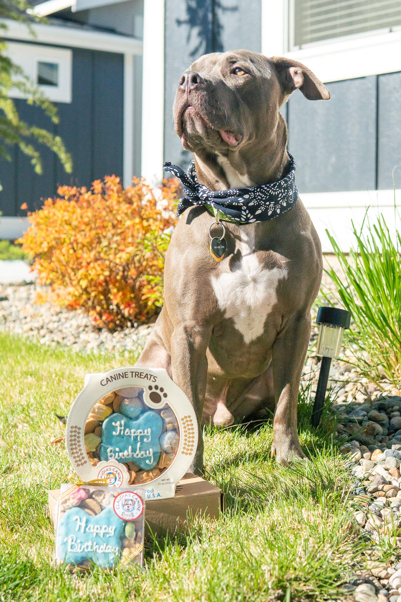 ClaudiaS Canine Cuisine Peanut Butter Dog Cookies, 10-Ounce, Happy Birthday, Blue