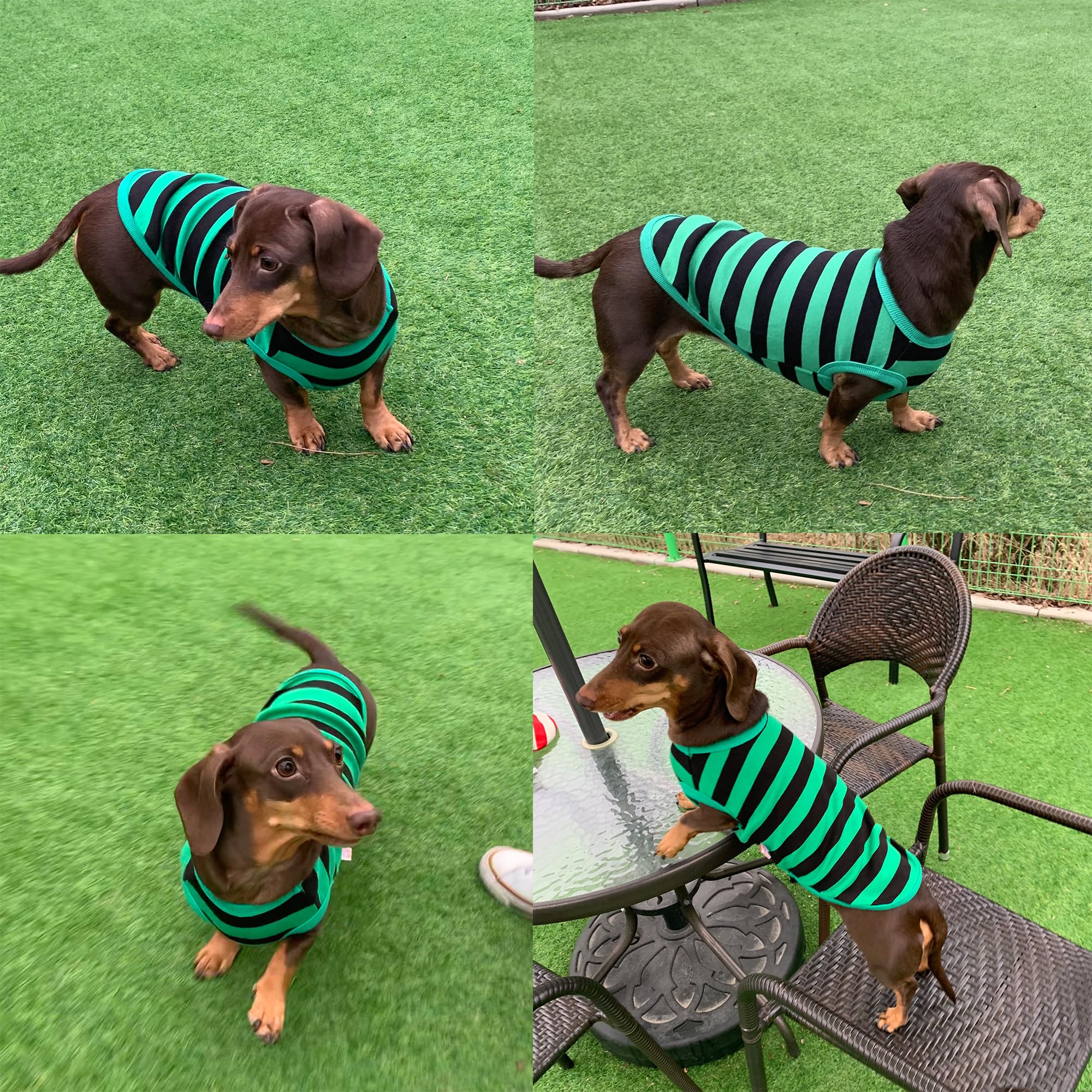 D Doggy Star Dachshund Clothes For Dogs Mini And Adults T Shirts (S,Stripe Green/Black)
