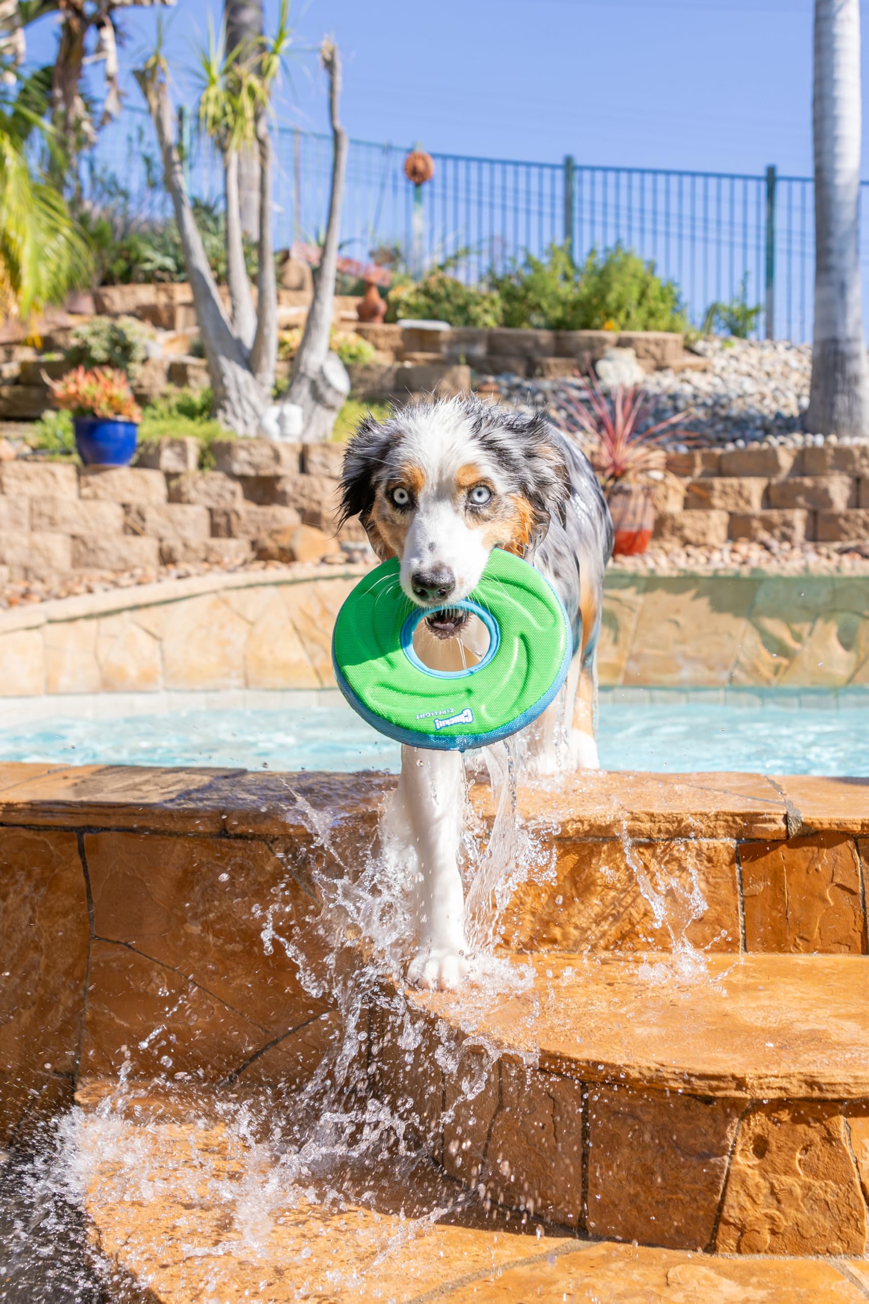 Chuckit! Amphibious ZipFlight Floating and Flying Disc Dog Toy, Medium (8.5), Assorted Colors (Orange And Blue/Green and Blue)